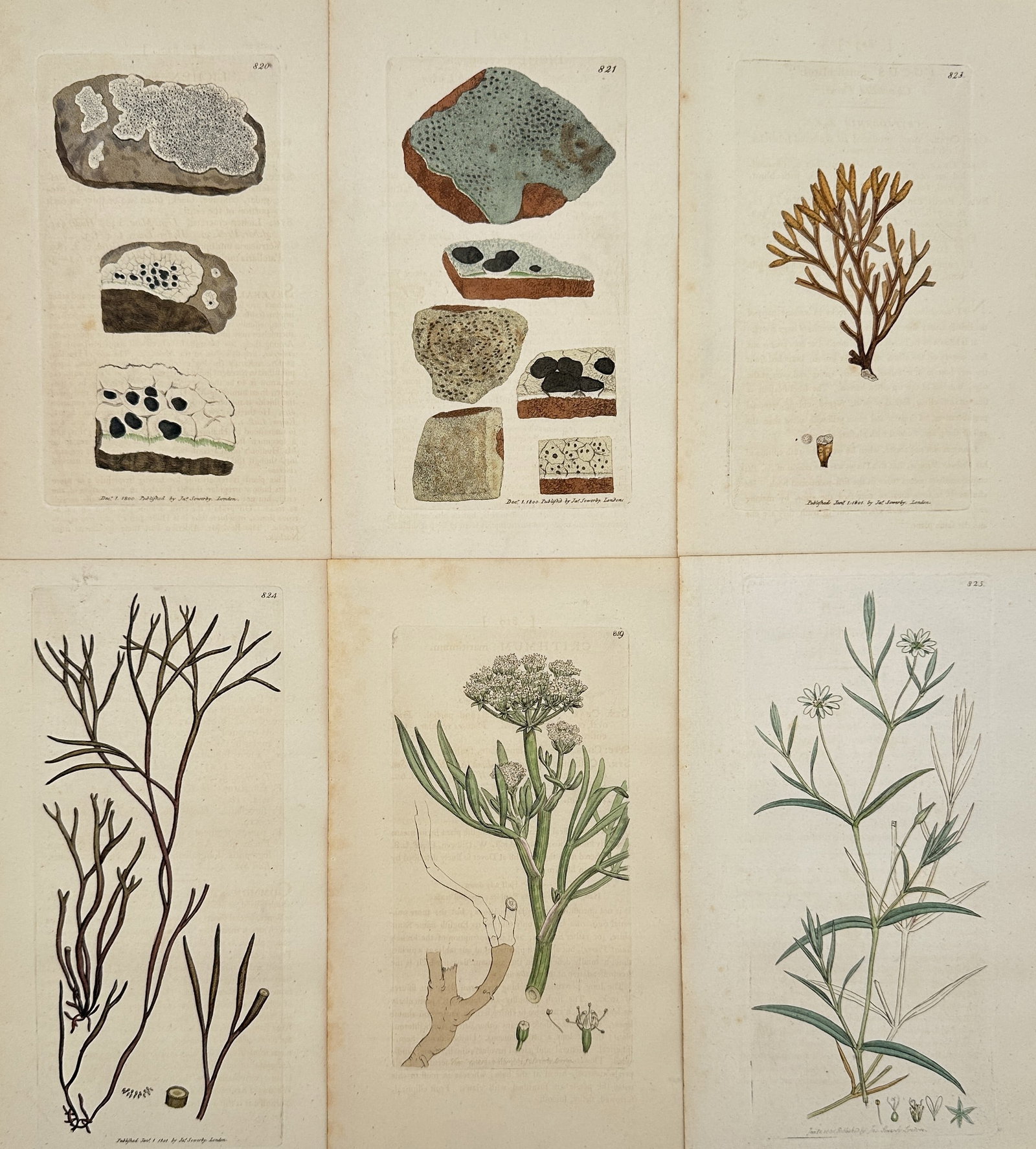 James Sowerby – Set of 6: British Flora (Lichens, Algae, and Flowering Plants) – Engraving: This set of six original antique copperplate engravings, expertly hand-coloured, features a diverse selection of British flora. The set is composed of individual plates from the celebrated publication
