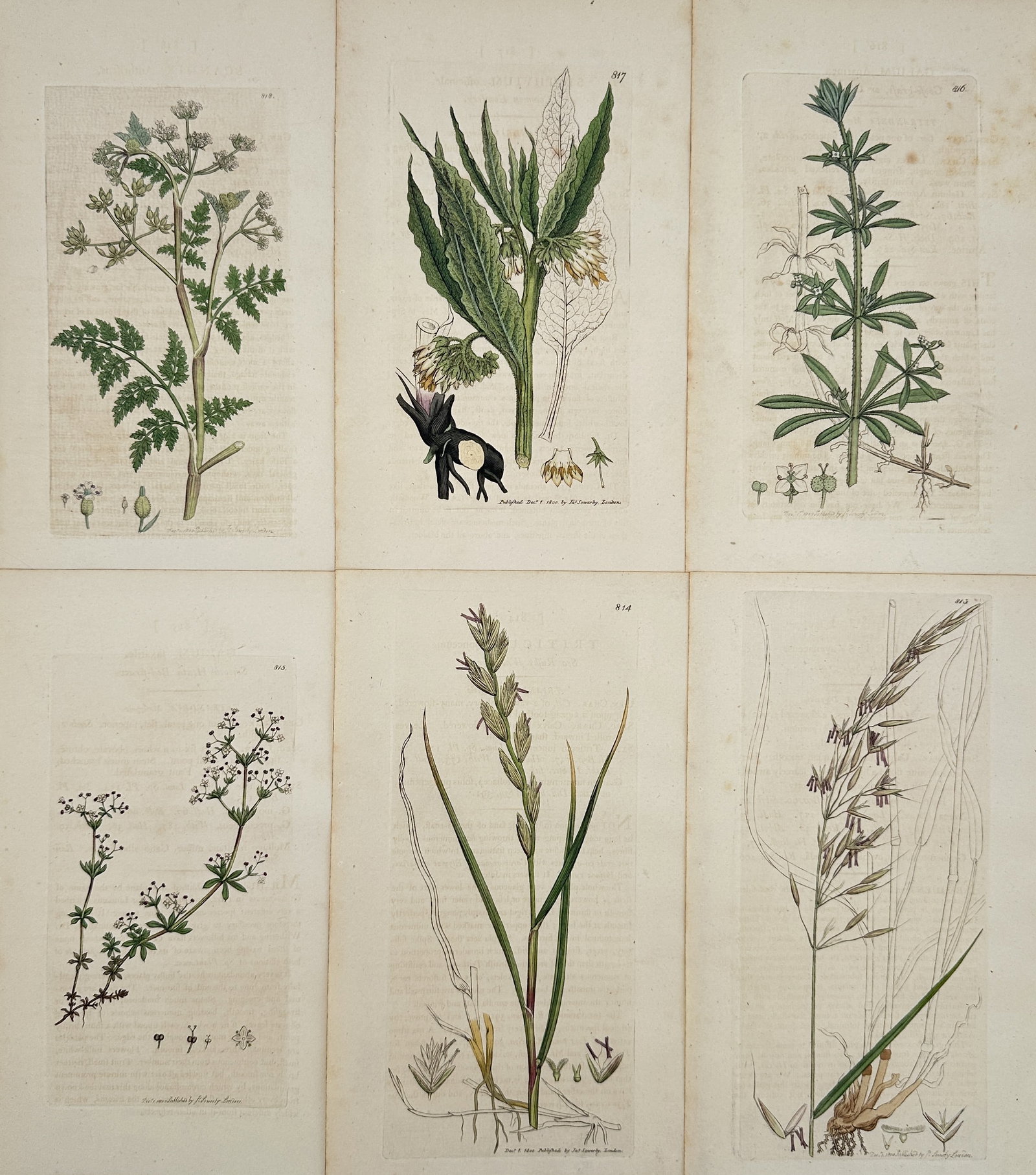 James Sowerby – Set of 6: British Flora (Grasses and Wildflowers) – Engraving: This set of six original antique copperplate engravings, delicately hand-coloured, features a variety of British flora. The set is composed of individual plates from the celebrated publication, Englis