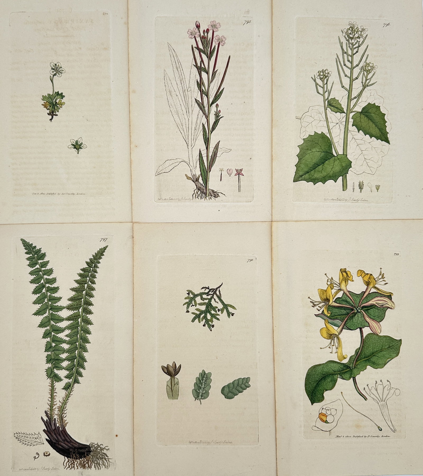 James Sowerby – Set of 6: British Flora (Ferns, Flowering Plants, and Cryptogams) – Engraving: This set of six original antique copperplate engravings, meticulously hand-coloured, features a variety of British flora. The set is composed of individual plates from the celebrated publication, Engl