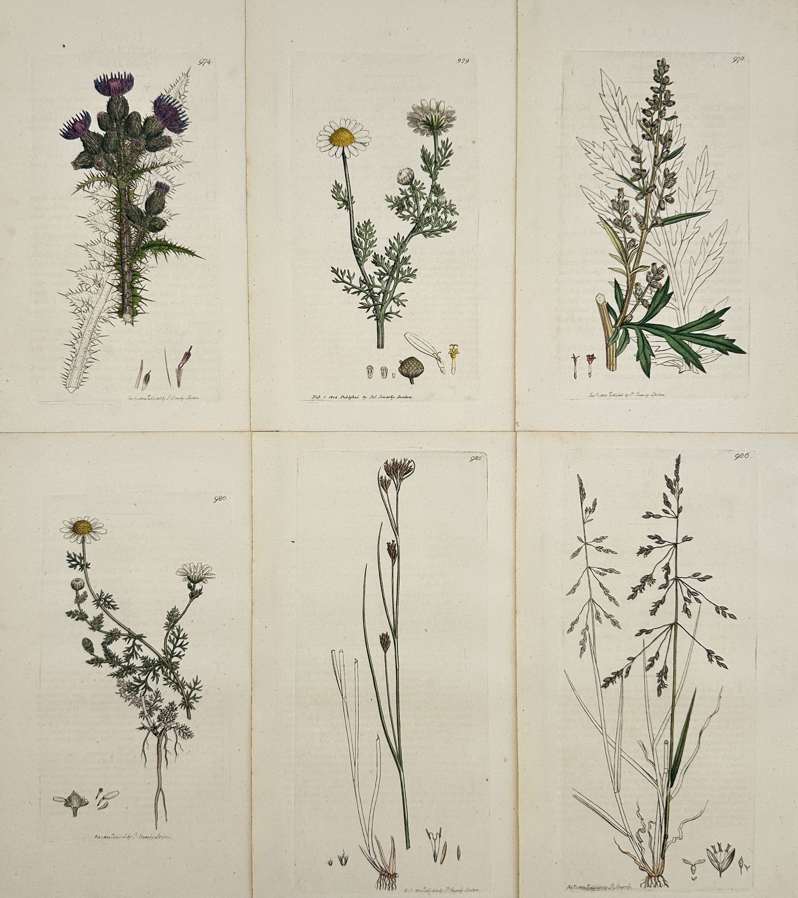 James Sowerby – Set of 6: British Flora (Thistles, Composites, and Grasses) – Engraving (1 of 2)