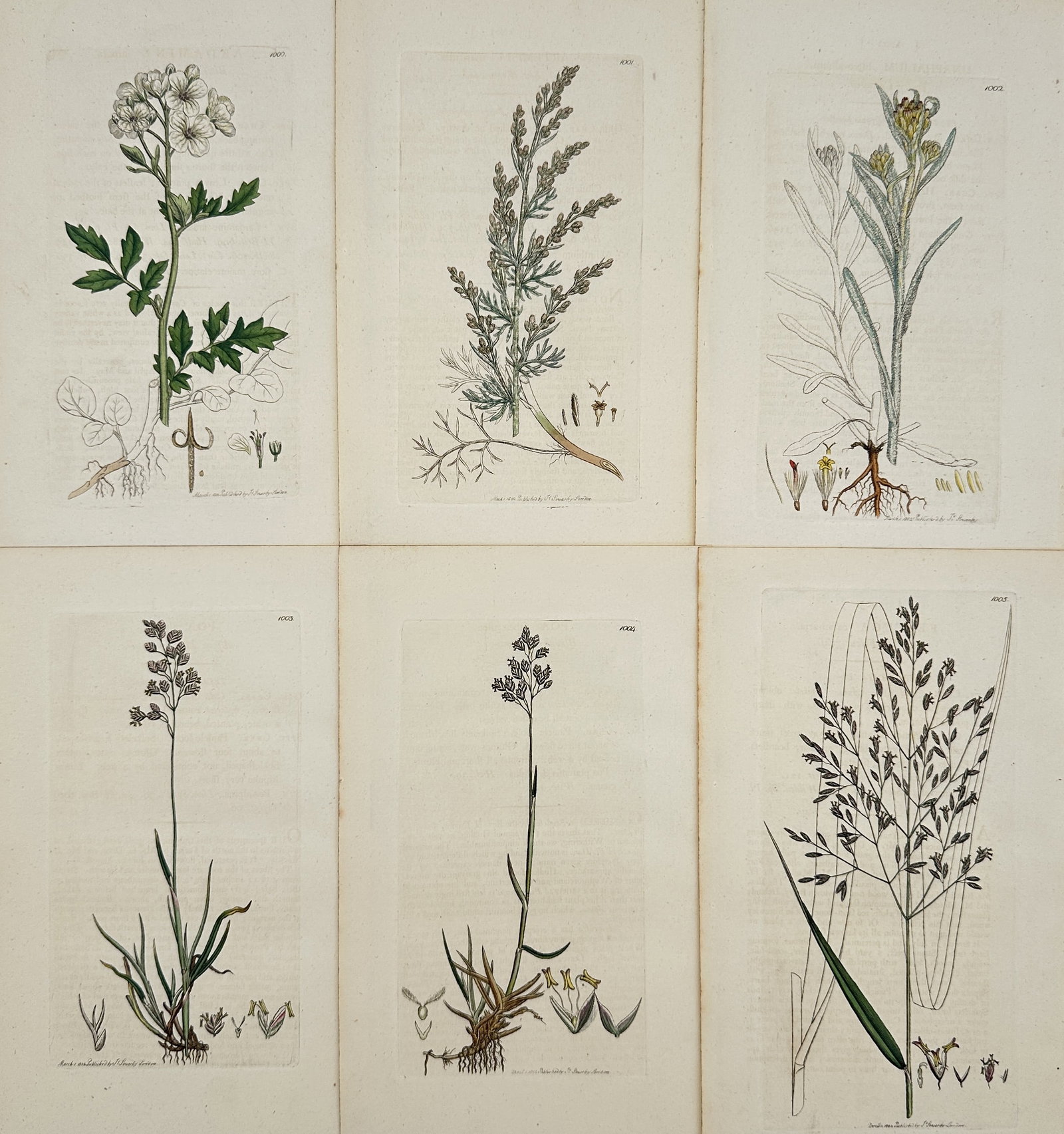 James Sowerby – Set of 6: British Flora (Grasses and Rooted Plants) – Engraving: This set of six original antique copperplate engravings, expertly hand-coloured, features a variety of British flora. The plates, sourced from the monumental work English Botany; or, Coloured Figures 