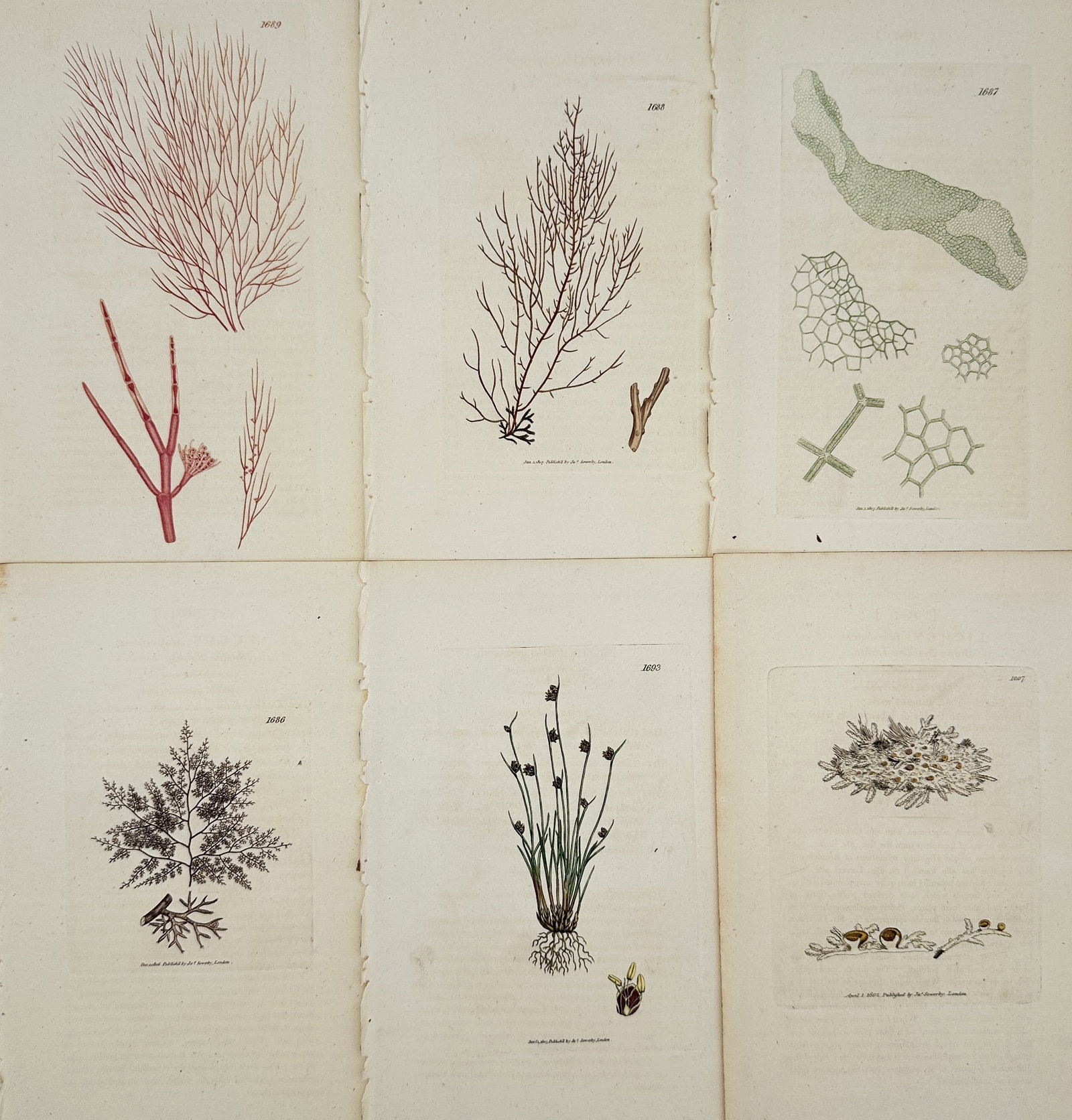James Sowerby – Set of 6: British Flora (Seaweed, Algae, and Aquatic Plants) – Engraving: This set of six original antique copperplate engravings, expertly hand-coloured, features a diverse collection of British aquatic and cryptogamic flora. The plates, sourced from the monumental work En
