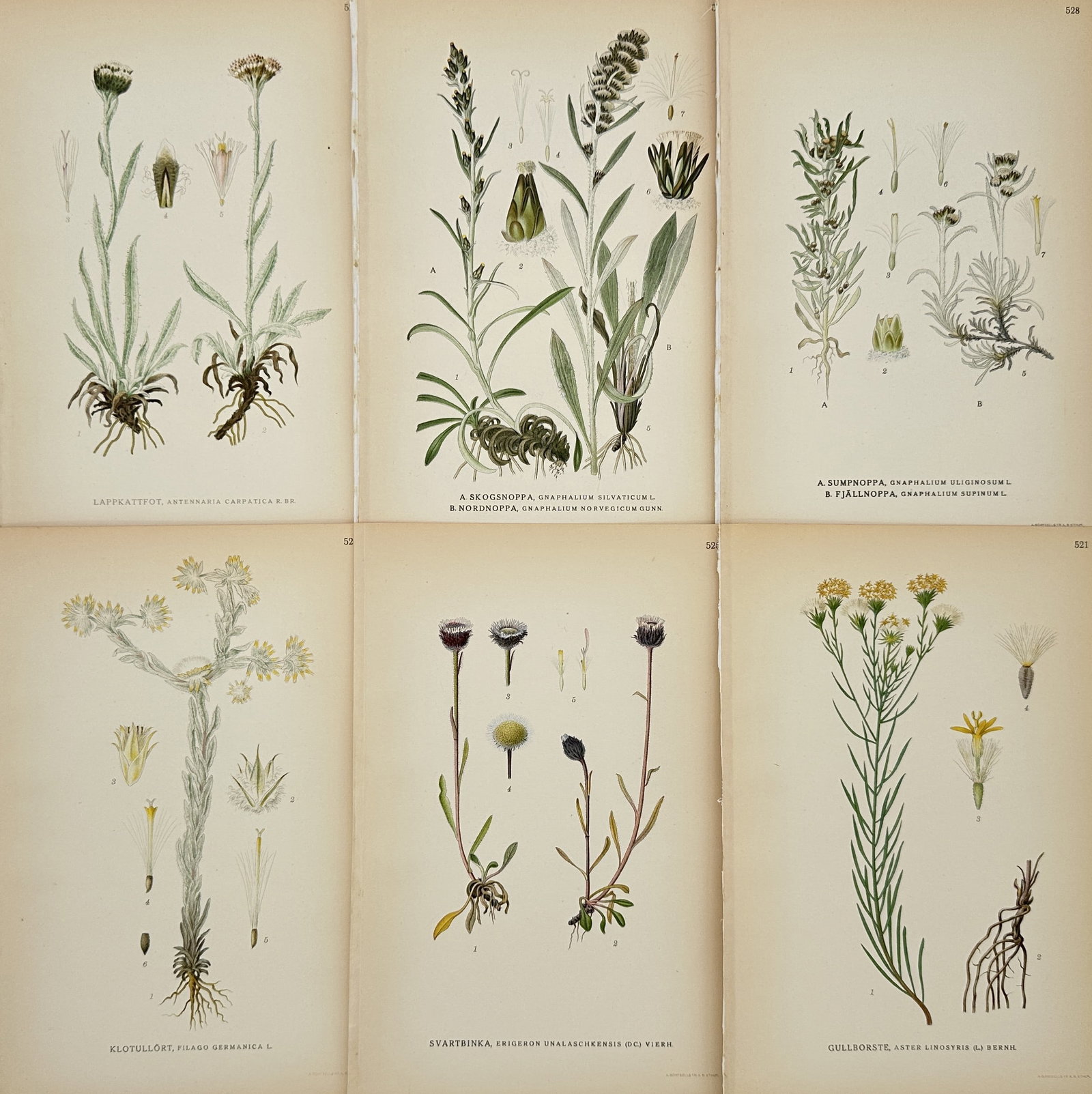Carl Lindman – Set of 6: Northern Flora (Gnaphalium and Mountain Species) – Chromolithograph: This set of six chromolithographic botanical prints, a highly illustrative set, is drawn from Carl Axel Magnus Lindman's monumental work, Bilder ur Nordens Flora (Pictures of Nordic Flora). The plates