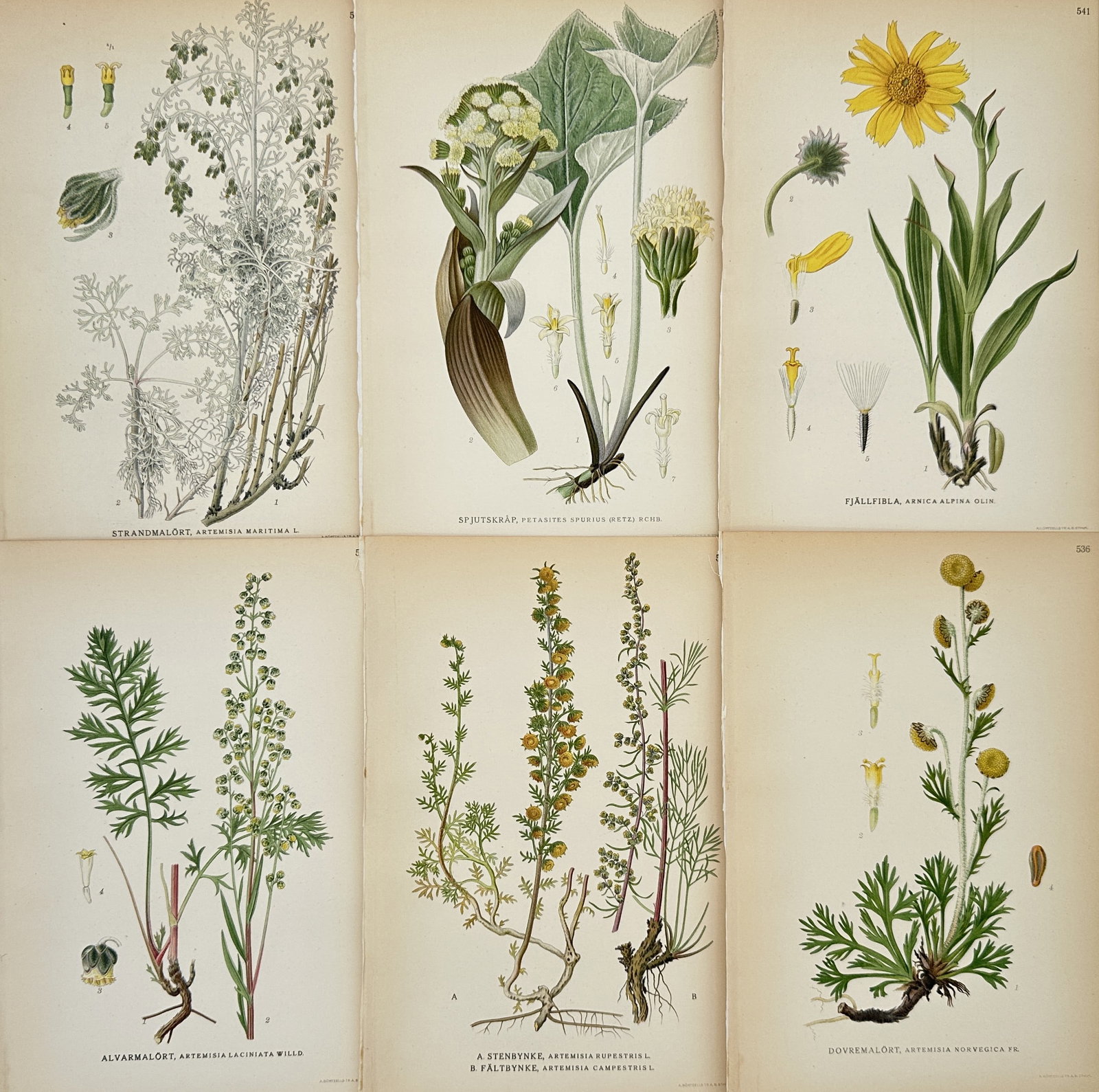 Carl Lindman – Set of 6: Northern Flora (Composites and Alpines) – Chromolithograph: This set of six chromolithographic botanical prints, a highly illustrative group, is drawn from Carl Axel Magnus Lindman's monumental work, Bilder ur Nordens Flora (Pictures of Nordic Flora). All plat