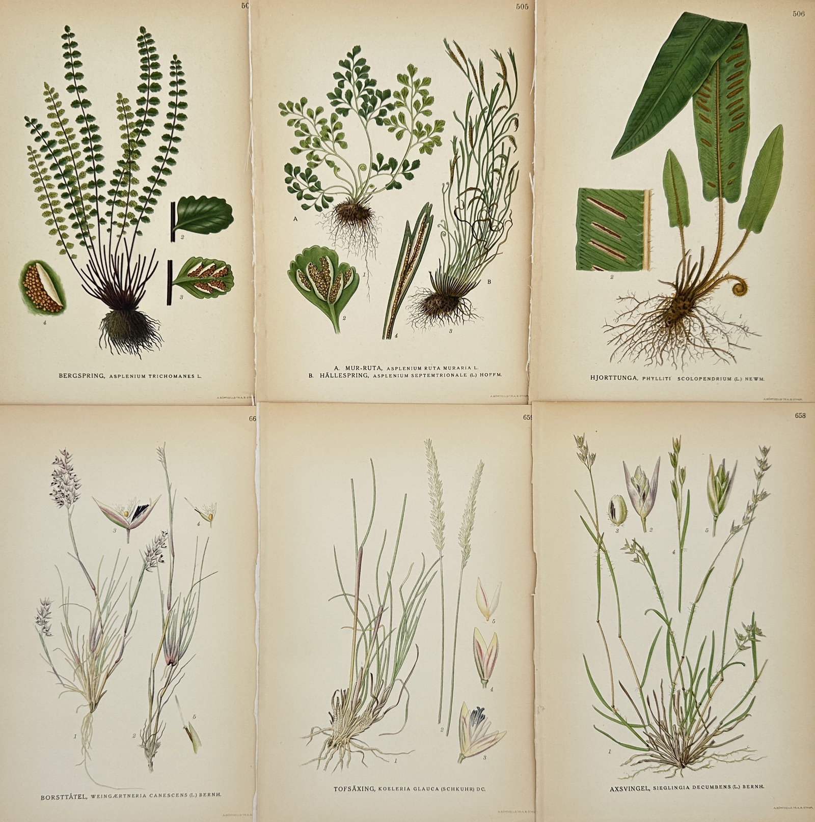Carl Lindman – Set of 6: Northern Flora (Grasses and Ferns) – Chromolithograph: This set of six chromolithographic botanical prints, a highly illustrative group, is drawn from Carl Axel Magnus Lindman's monumental work, Bilder ur Nordens Flora (Pictures of Nordic Flora). The plat