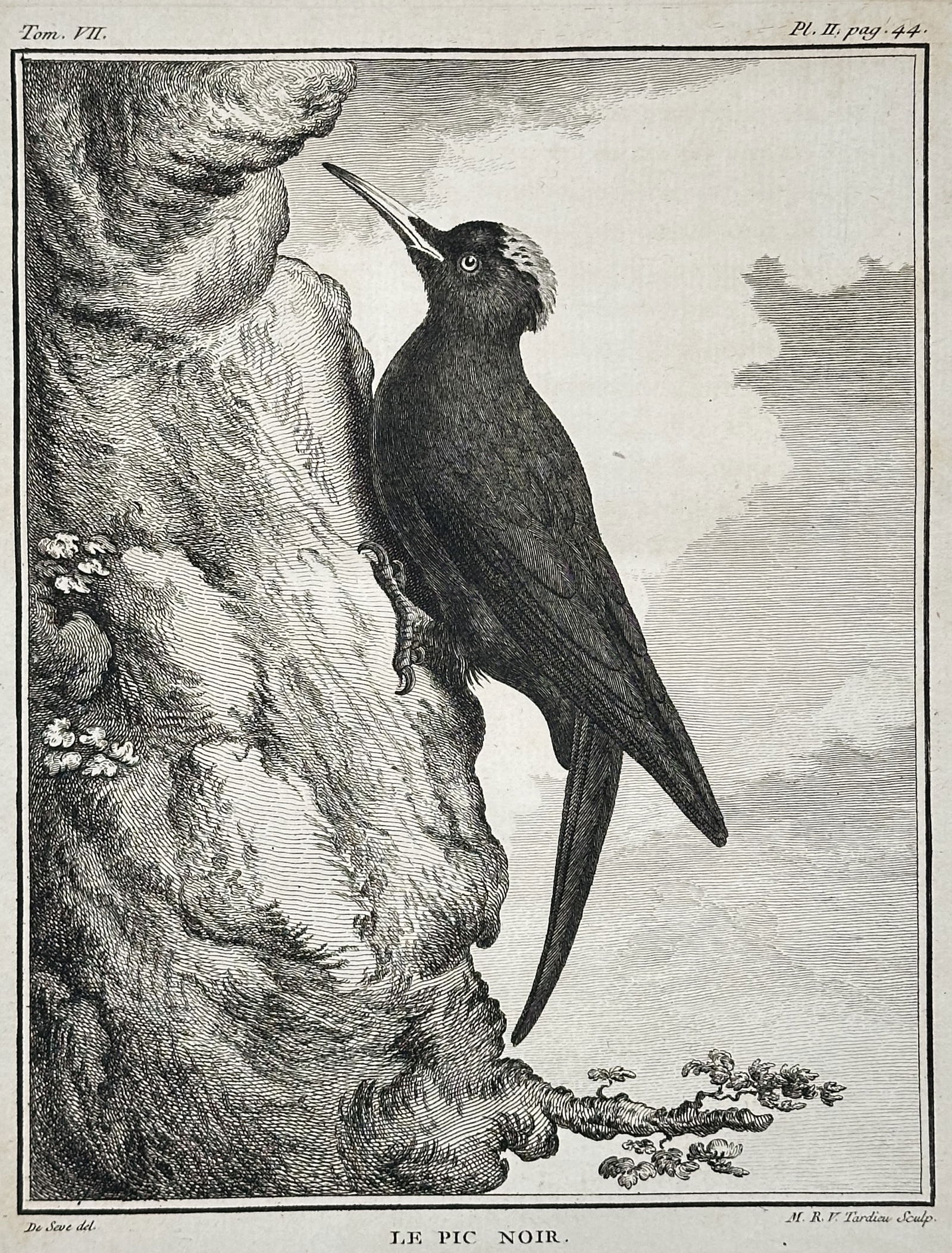 Georges-Louis Le Clerc, Comte de Buffon – The Black Woodpecker – Engraving (Circa 1770–1783) (1 of 2)