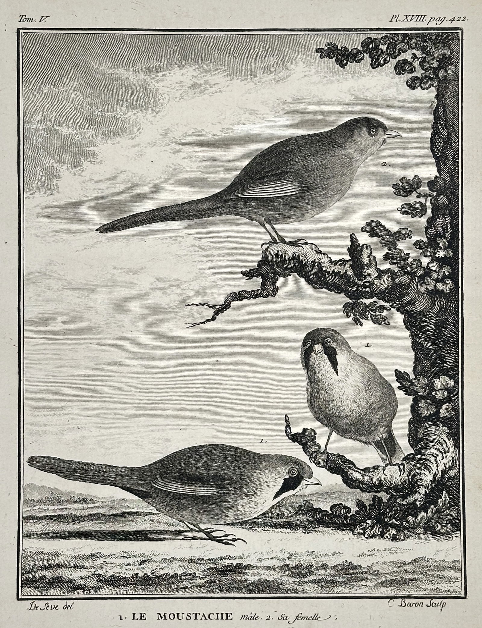 Georges-Louis Le Clerc, Comte de Buffon – The Moustached Warbler, Male and Female – Engraving: This detailed copperplate engraving illustrates the Moustached Warbler (Le Moustache in French), showing both the male (mâle) and female (femelle) perched on a tree branch within a landscape setting.