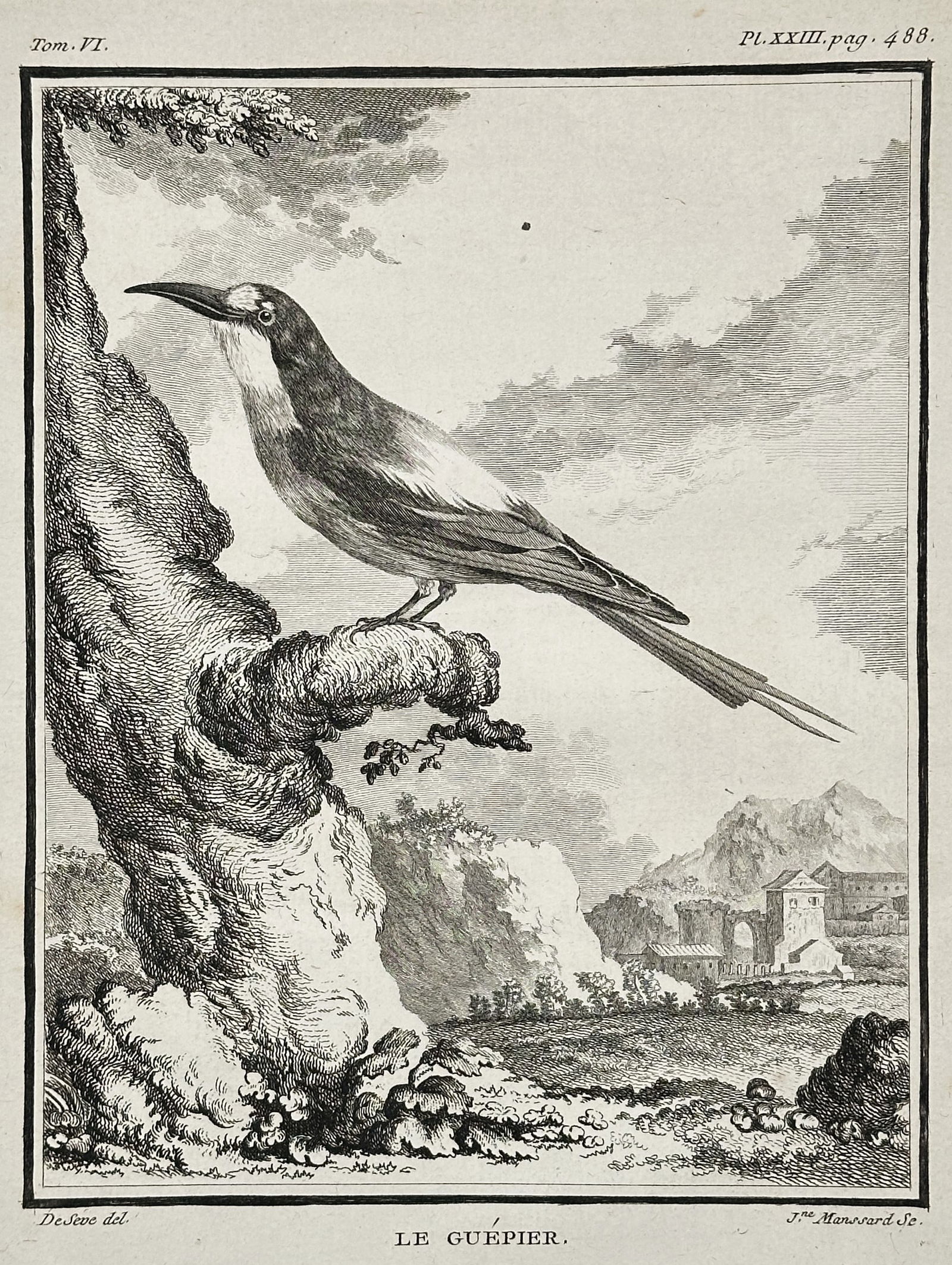 Georges-Louis Le Clerc, Comte de Buffon – The Bee-Eater – Engraving (Circa 1770–1783) (1 of 2)