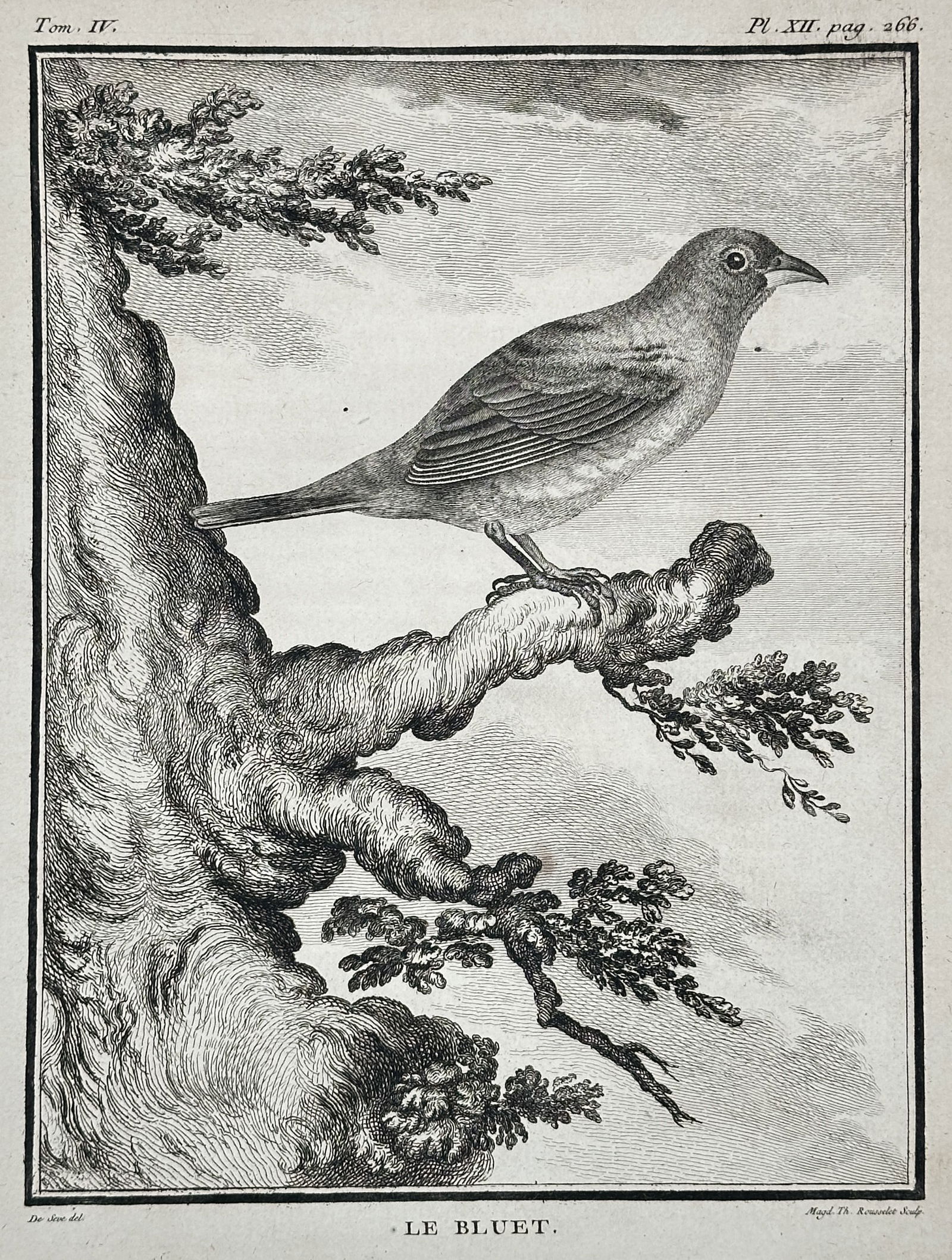 Georges-Louis Le Clerc, Comte de Buffon – The Blue Finch – Engraving (Circa 1770–1783): This copperplate engraving illustrates the bird known in French as "Le Bluet" (The Blue Finch, or similar small blue bird species), perched on a gnarled tree branch. The composition features the bird