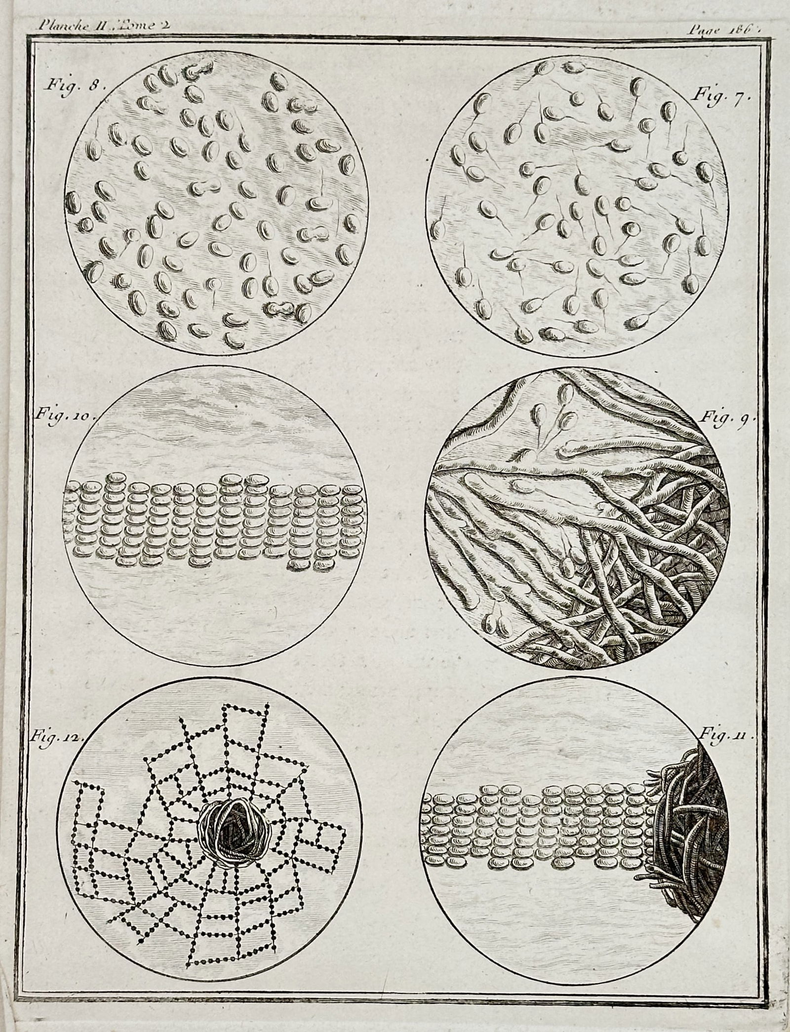 Georges-Louis Le Clerc, Comte de Buffon – Comparative Anatomy: Magnified Microscopic Structures: This copperplate engraving illustrates six circular vignettes of magnified microscopic structures. The images depict various biological forms, including rows of cylindrical or stacked shapes, net-like