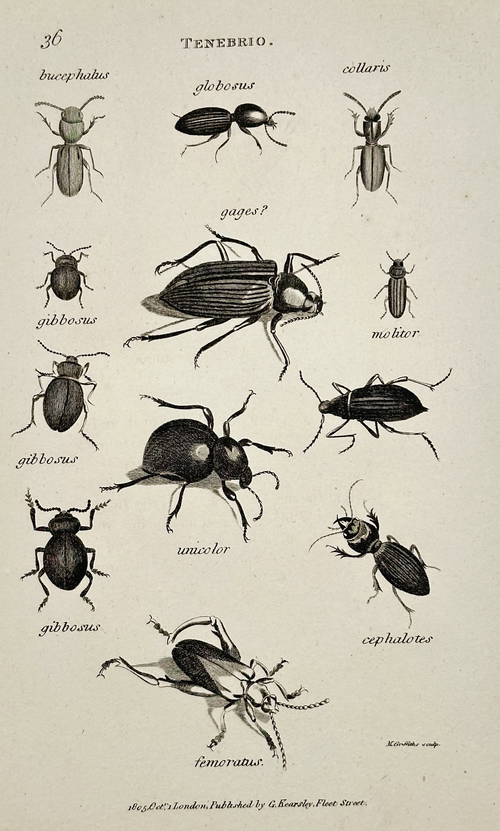 George Shaw – Tenebrio (Darkling Beetles) – Copperplate Engraving (Circa 1806): This copperplate engraving, plate number 36, illustrates multiple species of beetles belonging to the genus Tenebrio (Darkling Beetles), labeled with names such as bucephalus, globosus, gigas?, and fe