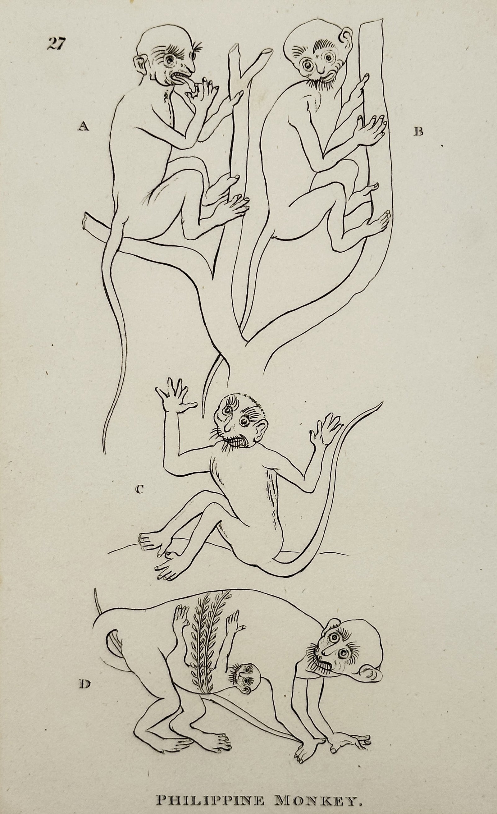 George Shaw – Philippine Monkey – Copperplate Engraving (Circa 1800-1801): This copperplate engraving, plate number 27, illustrates the creature historically as the Philippine Monkey (Simia syrichta). The plate features four figures (A-D) showing the animal in various poses,
