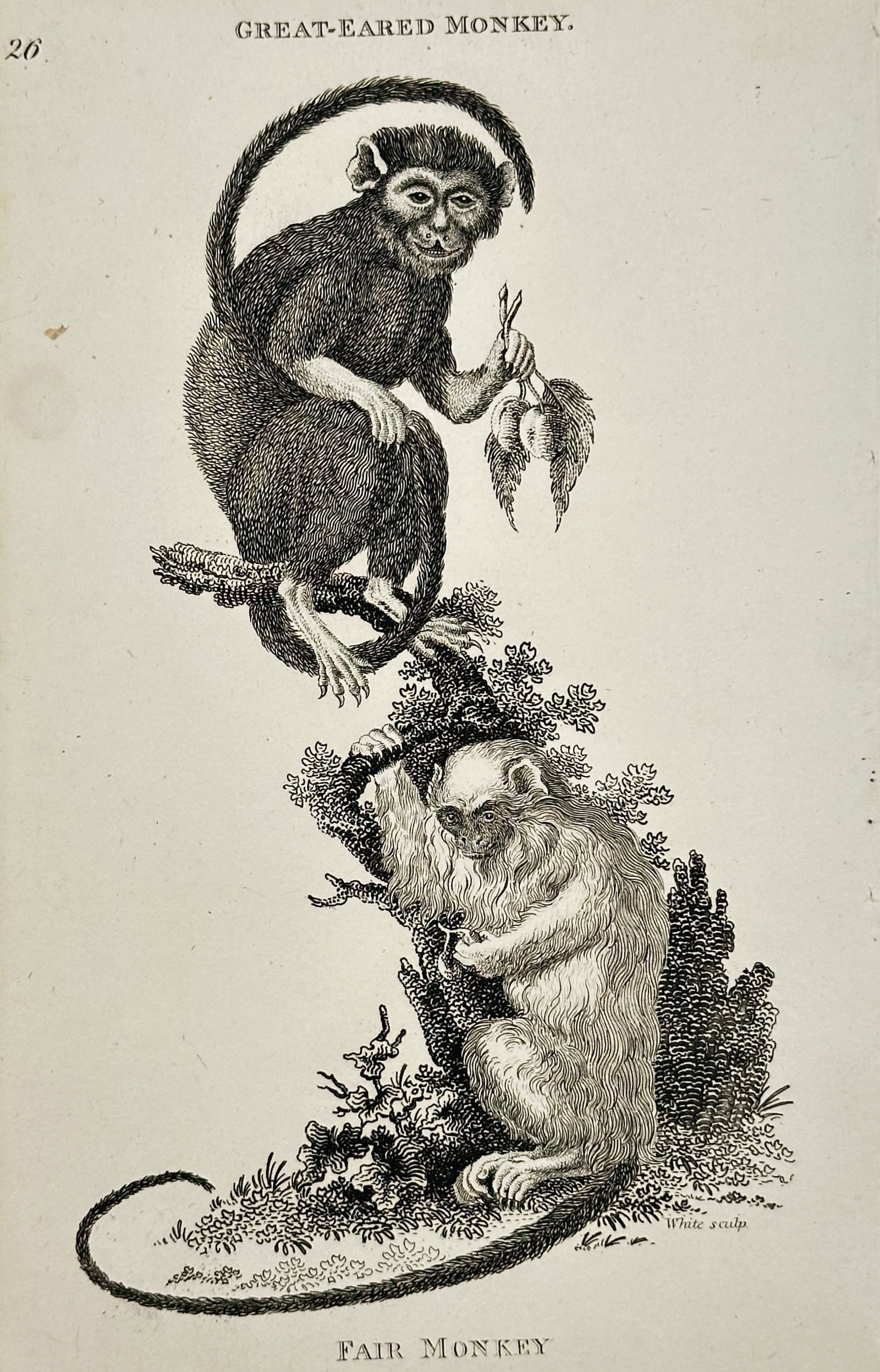 George Shaw – Great-eared Monkey and Fair Monkey – Copperplate Engraving (Circa 1800-1801) (1 of 2)
