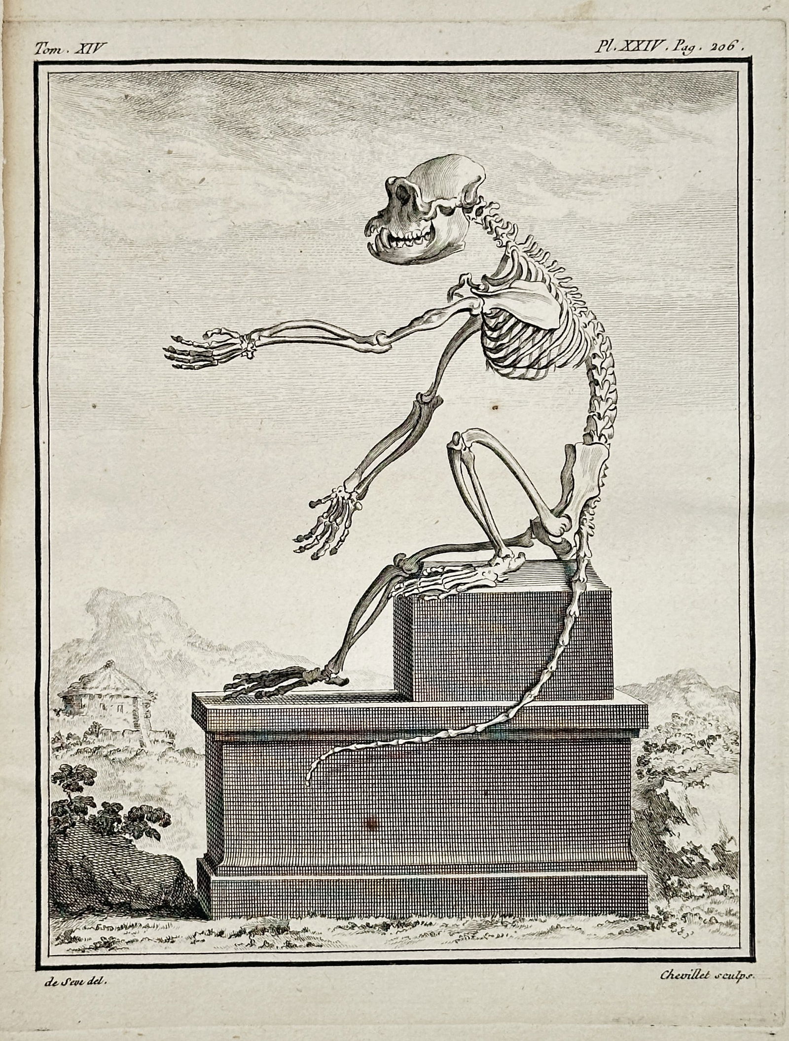Georges-Louis Leclerc, Comte de Buffon (1707–1788) – Skeleton of a Monkey – Copperplate (1 of 2)