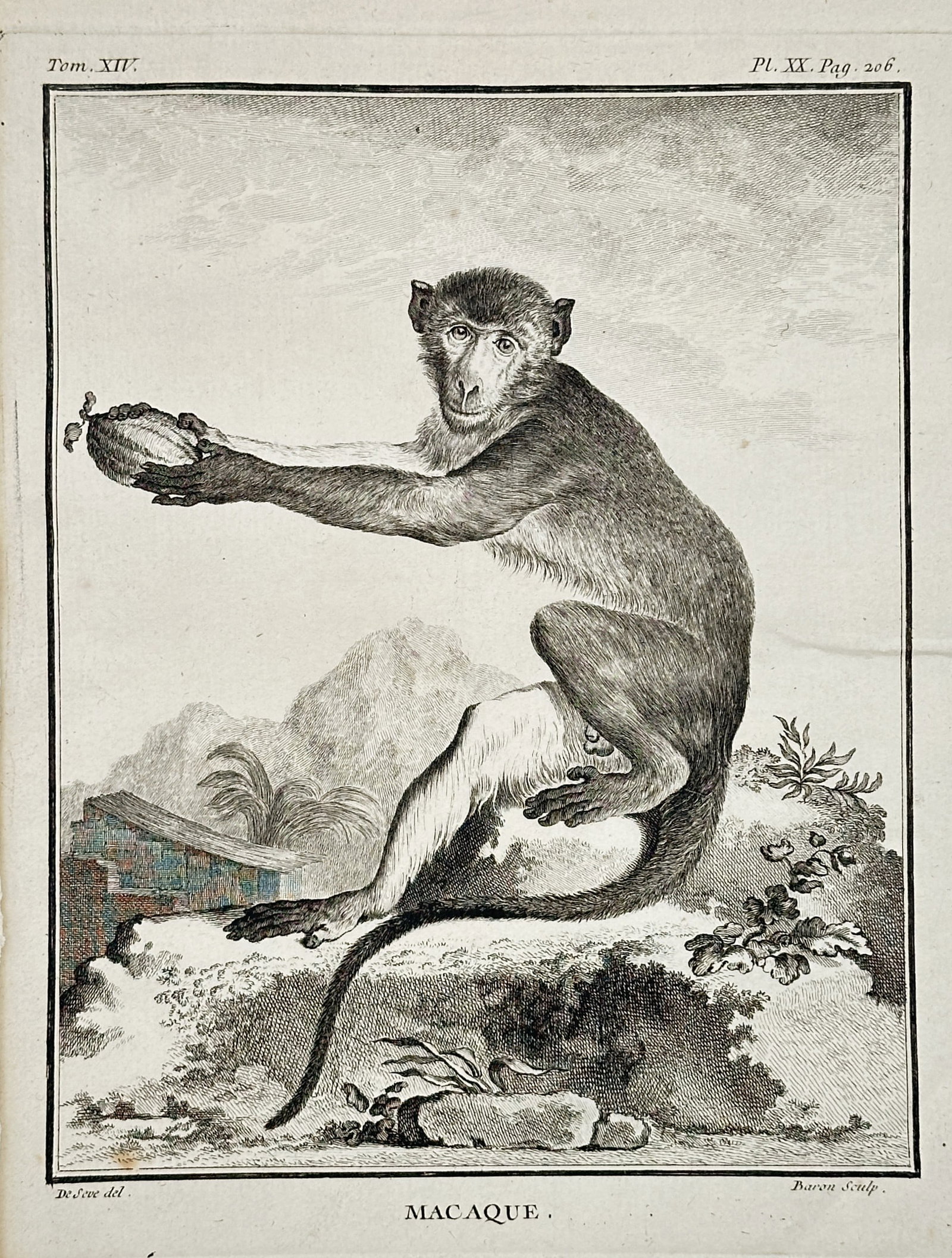 Georges-Louis Leclerc, Comte de Buffon (1707–1788) – The Macaque – Copperplate engraving: This copperplate engraving, titled Macaque (The Macaque), depicts the monkey seated on a rocky outcrop, holding a piece of fruit or a nut in its outstretched hands. The animal is rendered in profile a