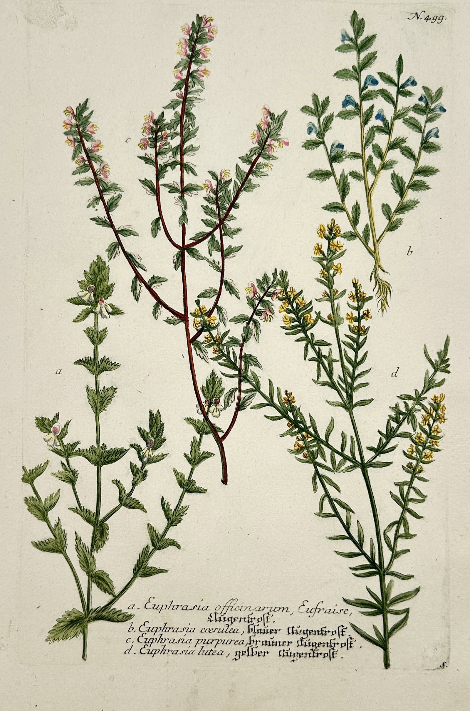 Johann Wilhelm Weinmann – Euphrasia and Related Species – Hand-coloured engraving (Circa (1 of 2)