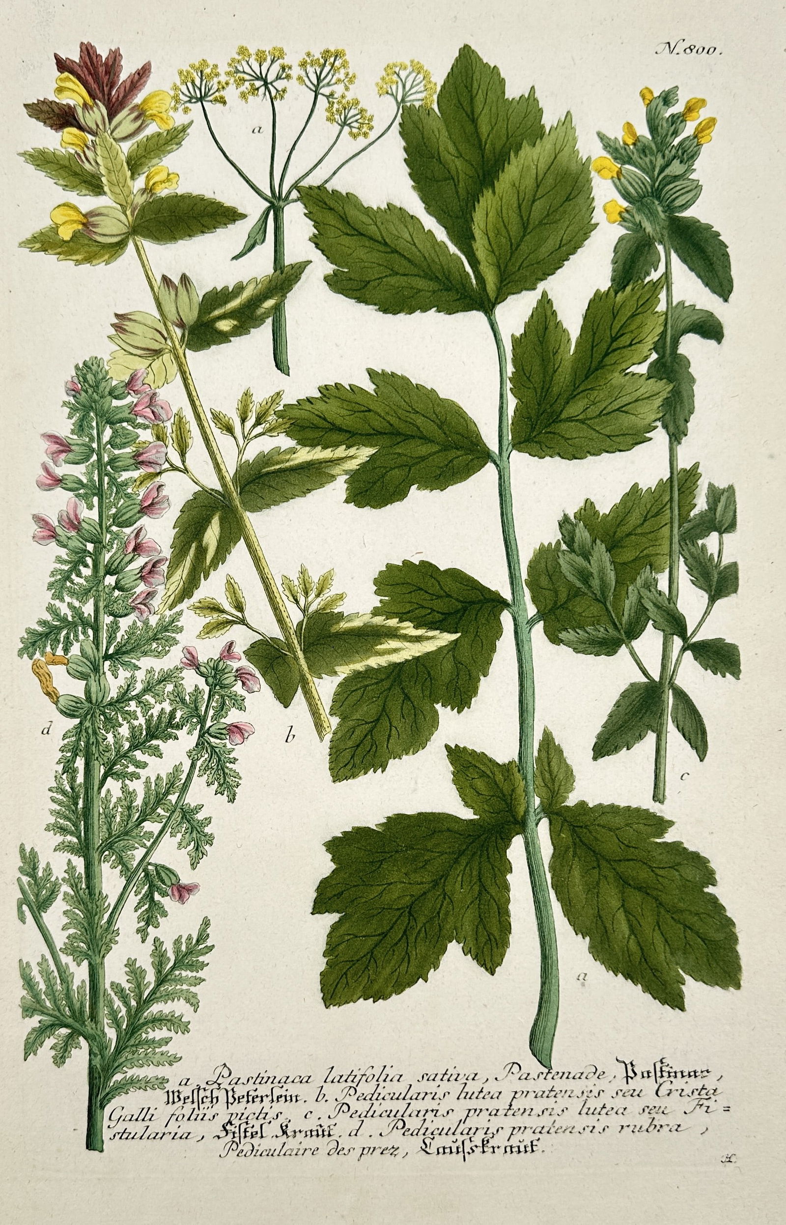 Johann Wilhelm Weinmann – Pastinaca, Rhinanthus, and Related Herbaceous Plants (1 of 2)