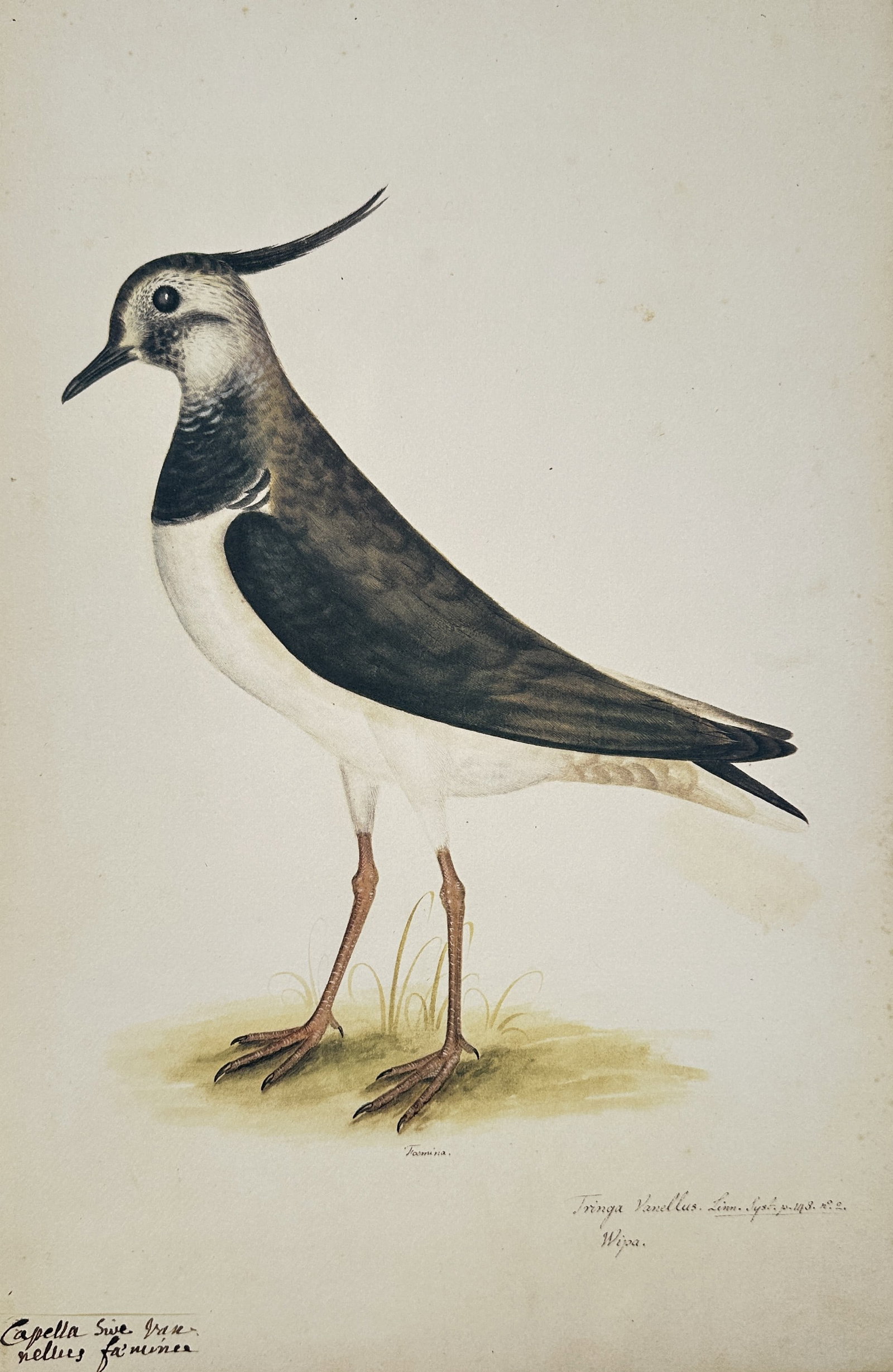 Olof Rudbeck the Younger – Lapwing (Vanellus vanellus) – Facsimile print printed on quality: This richly colored illustration features a detailed profile of a Lapwing (Vanellus vanellus), a wading bird recognizable by its dramatic crest and distinctive black and white plumage. The print shows