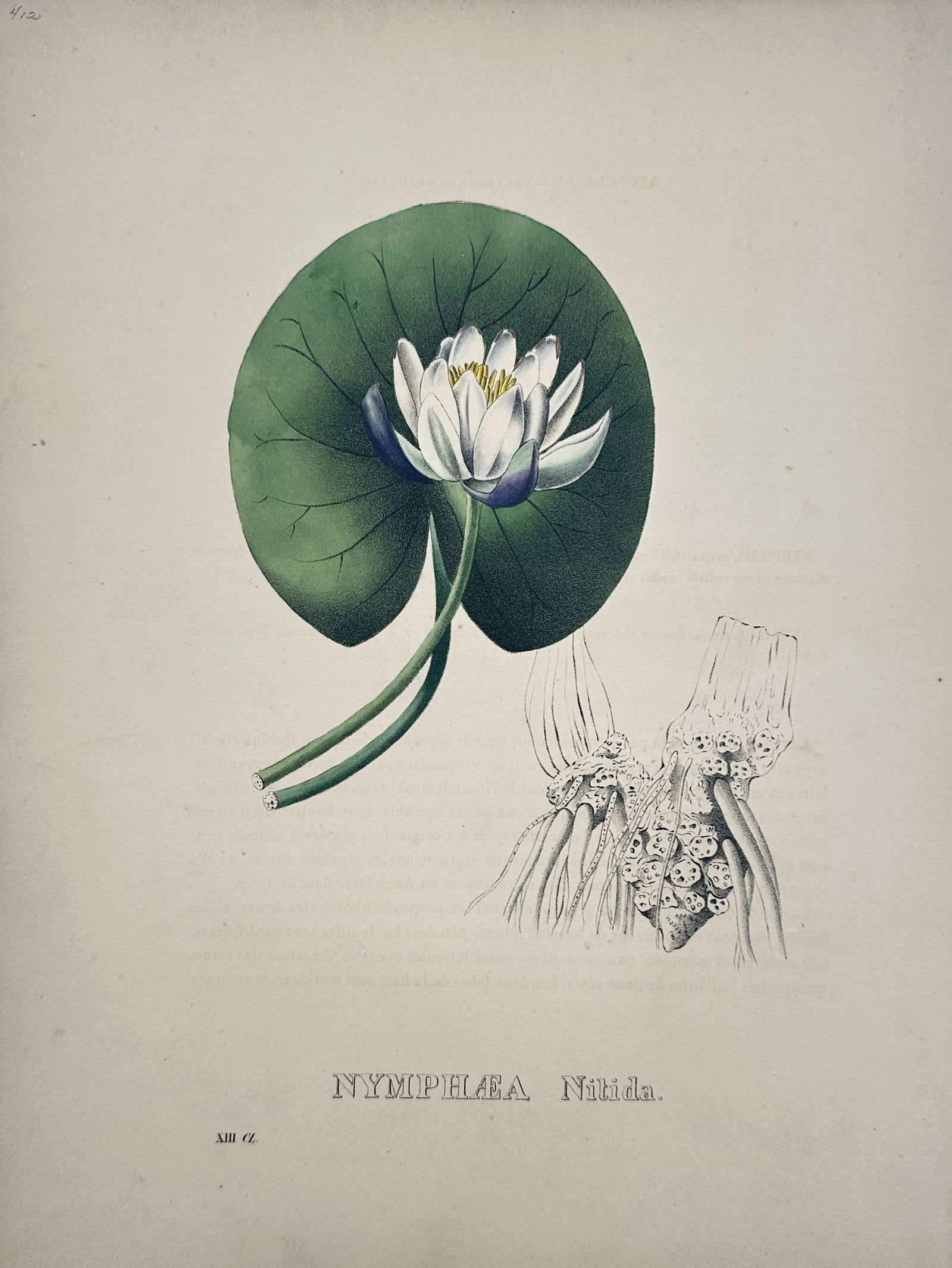 William Curtis (1746–1799) – Nymphaea nitida (Slightly Shining Water Lily) (1 of 2)