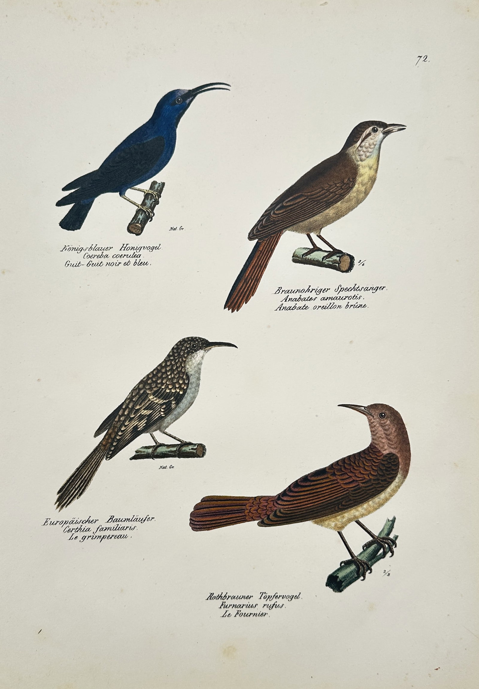 Karl Joseph Brodtmann (1787–1862) – Set of Four Passerine and Barbet Species: This full-color illustration features four distinct bird species, primarily passerines and a barbet, perched on branches against a plain background. The birds are arranged vertically, providing a comp