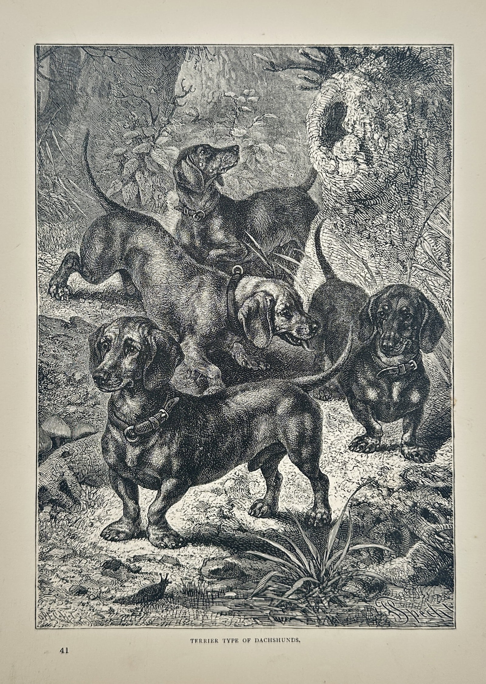 Friedrich Specht – Terrier Type of Dachshunds – Wood engraving (Circa 1881): This vivid scene, titled Terrier Type of Dachshunds, depicts a lively group of six small, short-legged dogs in an outdoor setting among rough terrain, logs, and undergrowth. The dogs, exhibiting the m