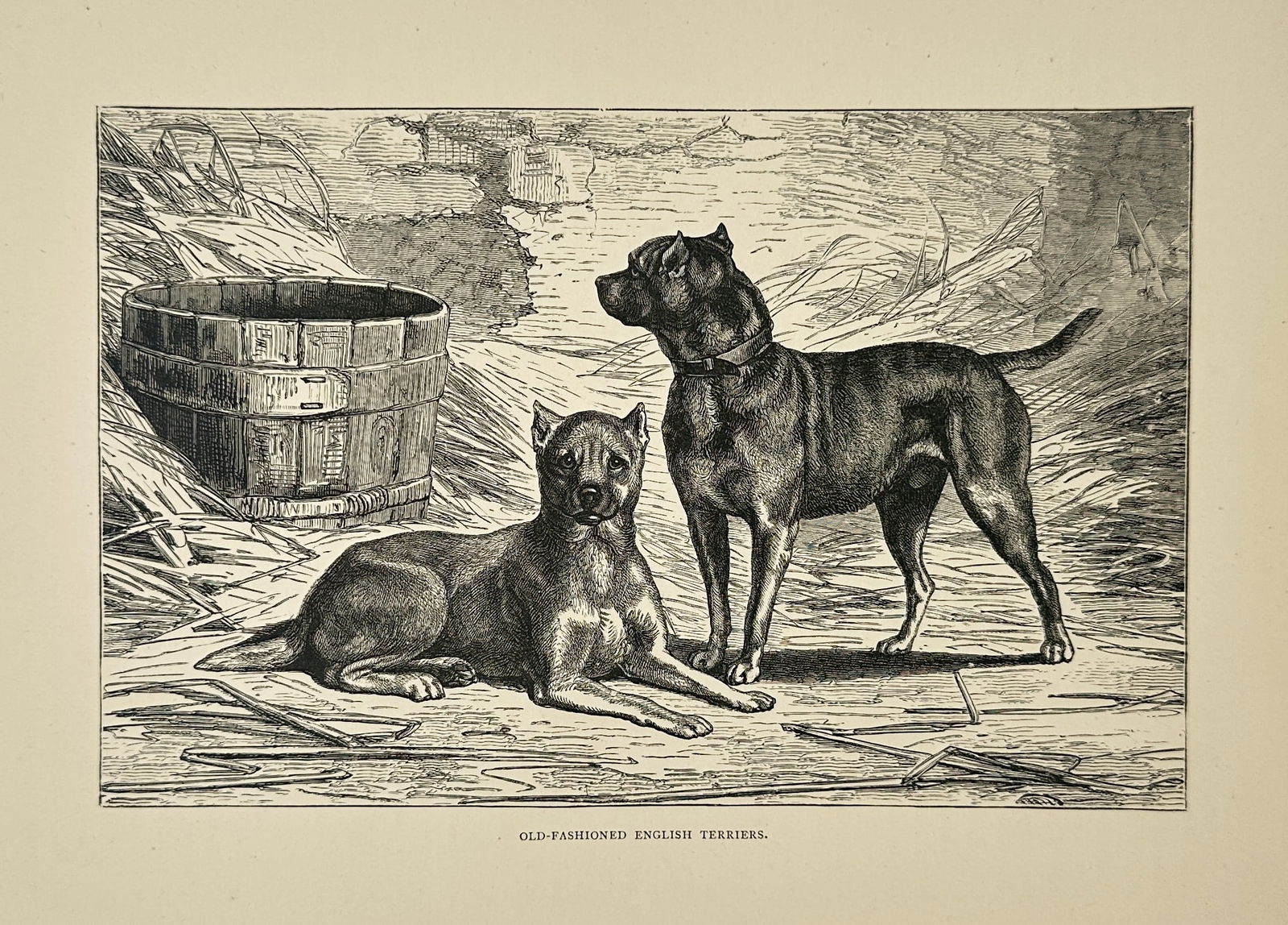 Friedrich Specht – Old English Terriers (A Pair in a Barn) – Wood engraving (Circa 1880) (1 of 2)