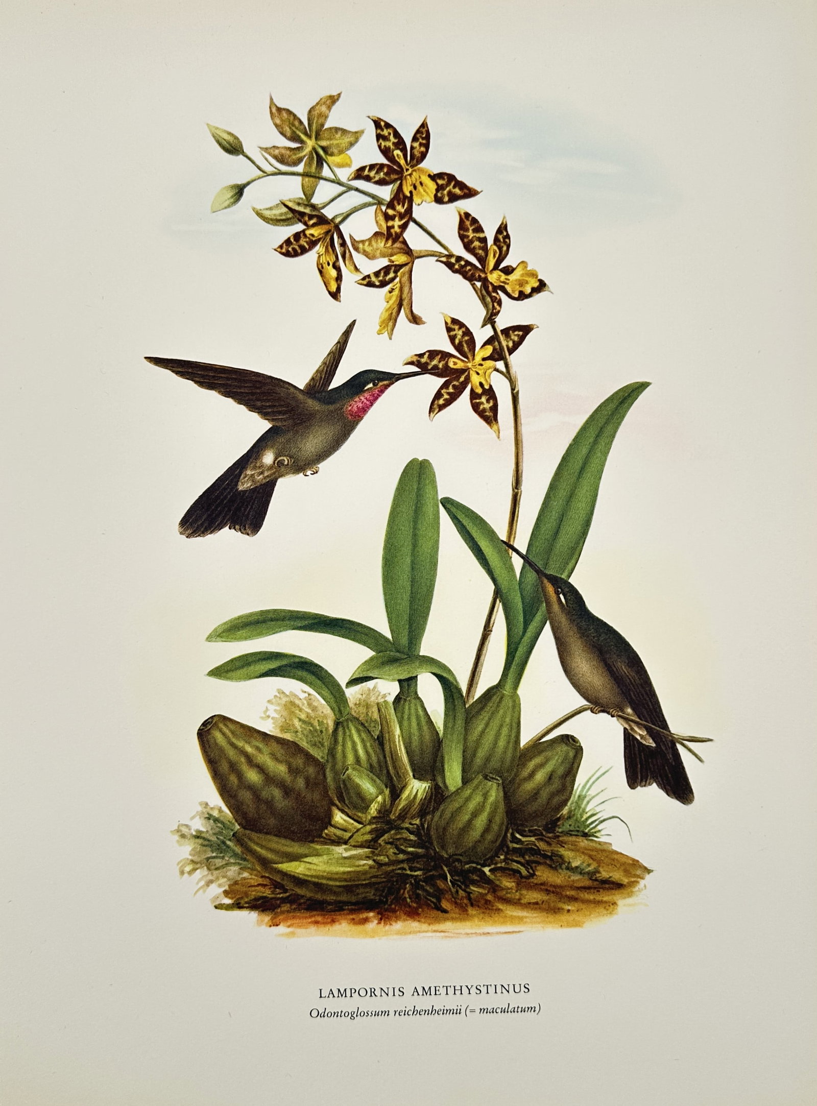 Rafael Montes de Oca, after – Amethyst-throated Hummingbird with Orchid – Offset print (20th (1 of 2)