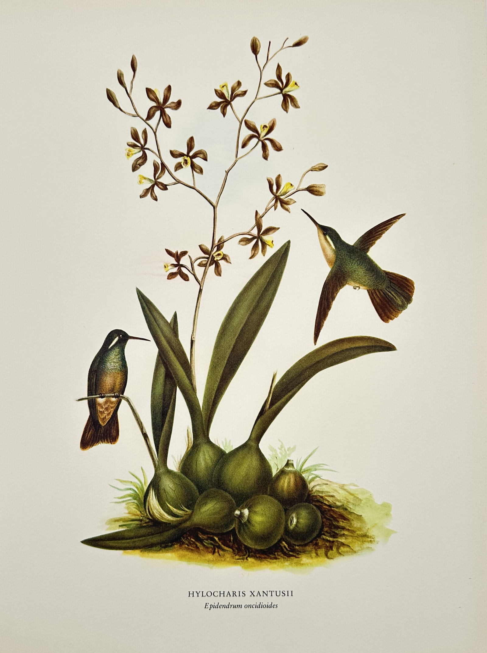 Rafael Montes de Oca, after – Xantus's Hummingbird with Epidendrum amabile – Offset print (20th (1 of 2)