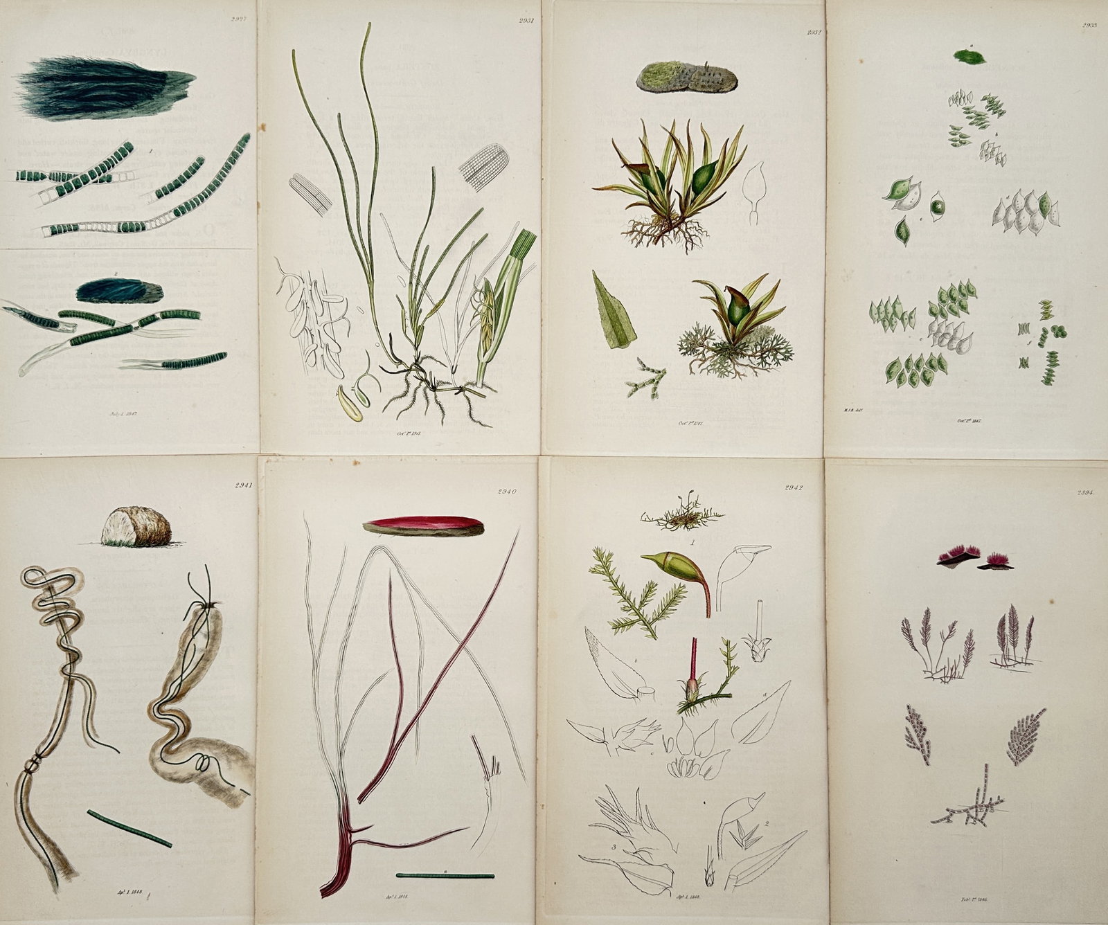 James Sowerby – Set of 8: Studies of British Algae, Mosses Plants - Hand-coloured (1 of 2)