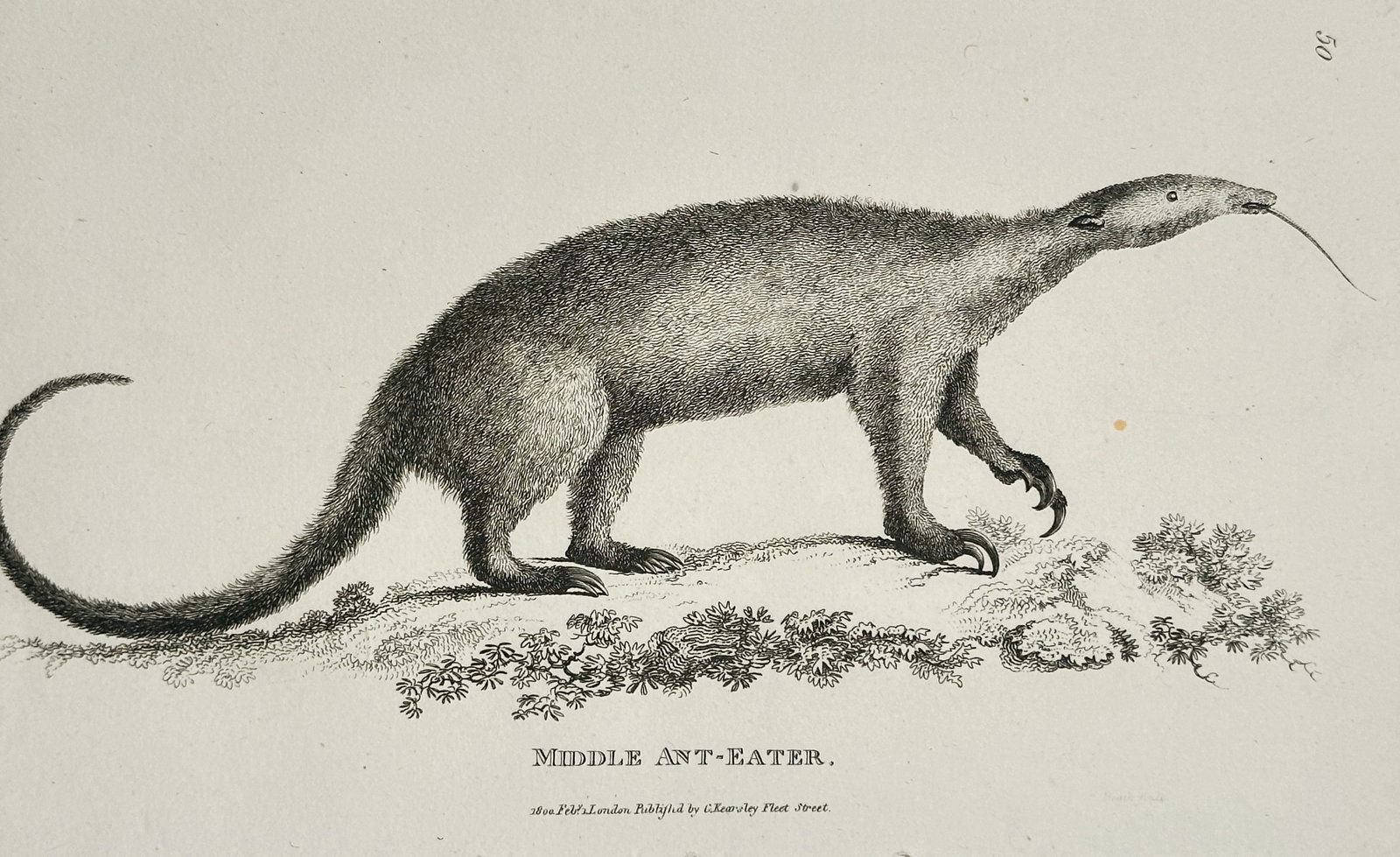 George Shaw – Illustration of Middle Ant-Eater – Engraving (1792): This engraving is a detailed illustration of a mammal titled Middle Ant-Eater (the Tamandua), shown in profile walking on the ground with its long tongue extended. The animal is characterized by its s