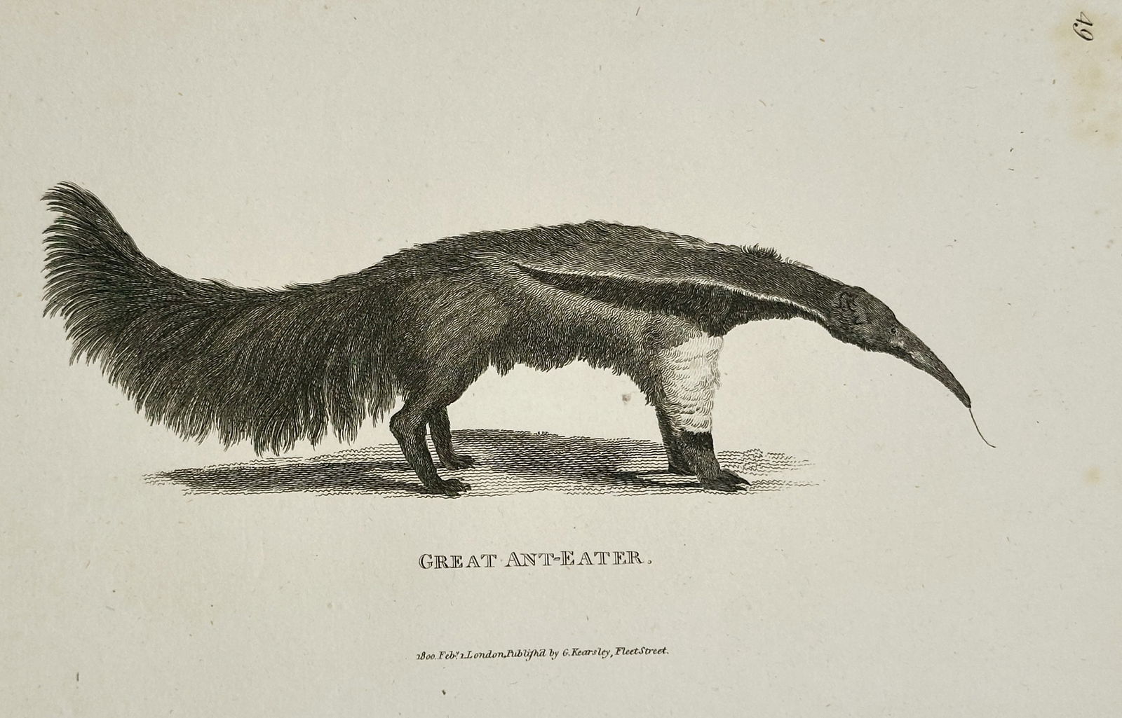George Shaw – Illustration of Great Ant-Eater – Engraving (1804) (1 of 2)