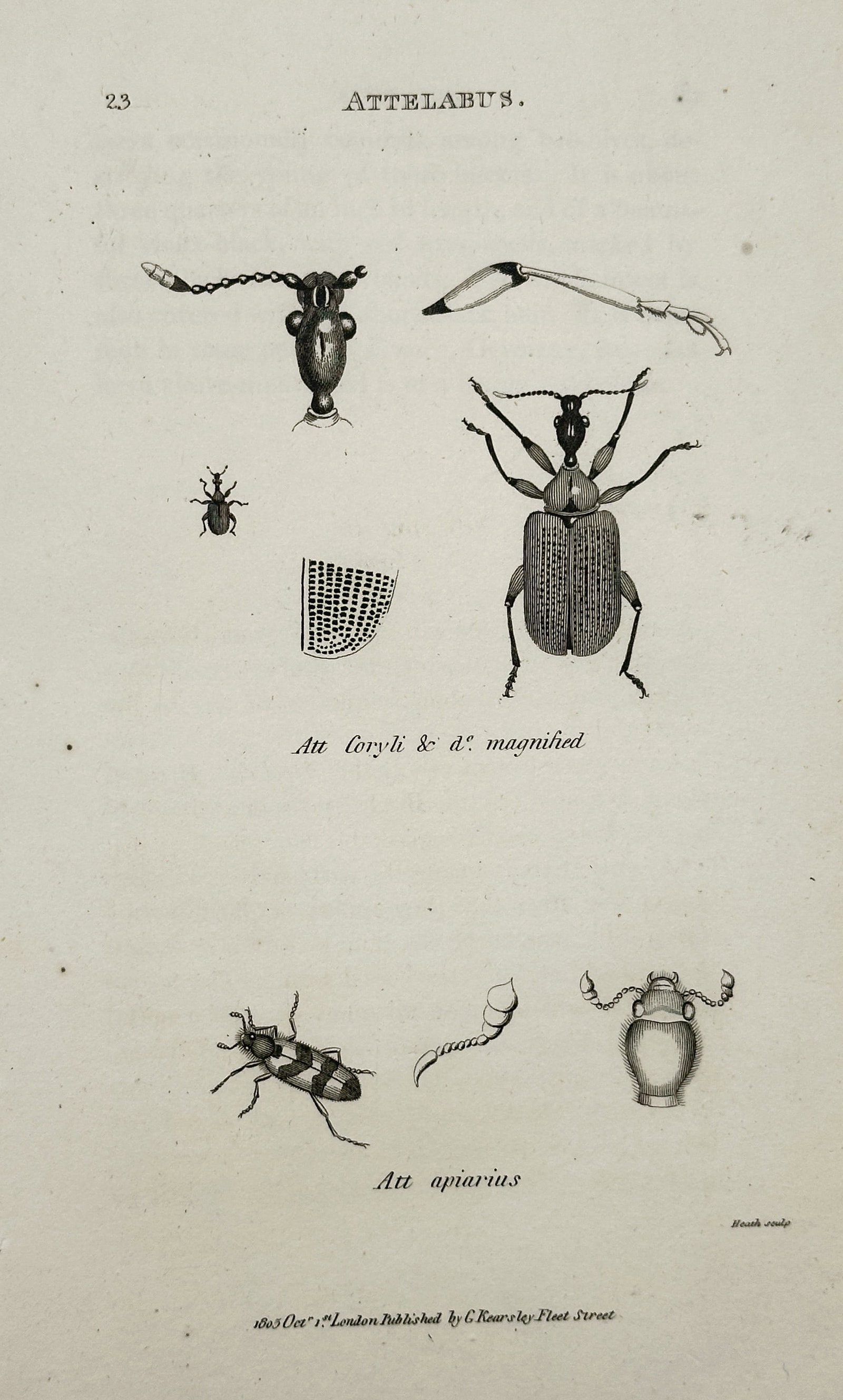 George Shaw – Illustration of Weevils – Engraving (1804): This engraving is a scientific illustration of two species of beetles under the genus Attelabvus (Leaf-rolling Weevils). The print features magnified and natural-size depictions of Att. torquatus and