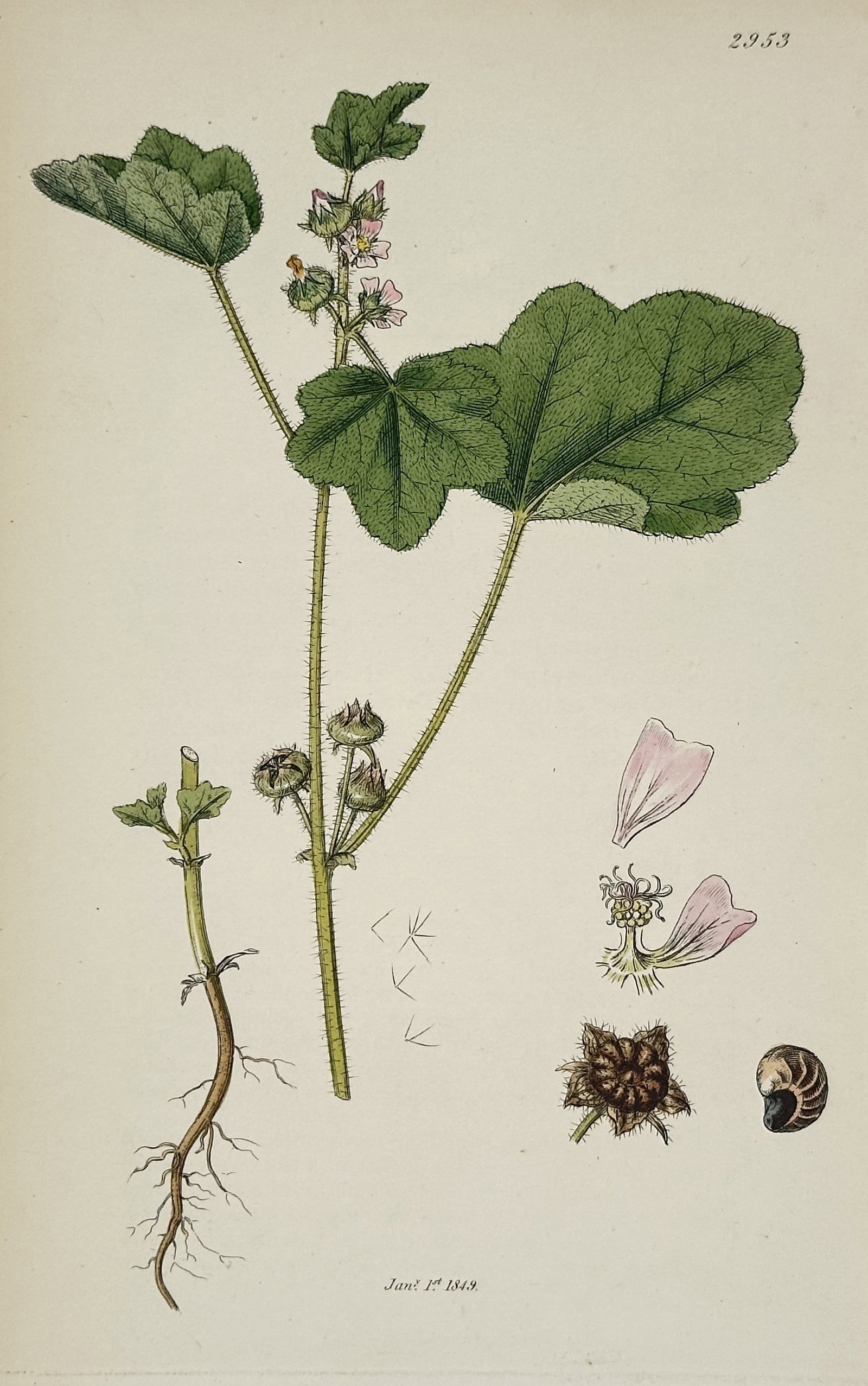 James Sowerby – Illustration of Malva Rotundifolia (Dwarf Mallow) – Hand-colored engraving: This hand-colored engraving is a detailed illustration of a botanical specimen, Malva Rotundifolia (Dwarf Mallow), showing the plant's characteristic rounded leaves, upright stem, root system, and sma