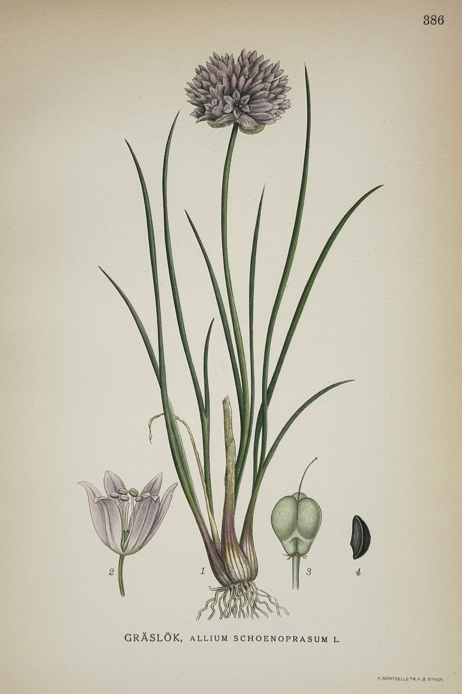 Carl Lindman – Illustration of Chives – Hand-colored engraving (Circa 1901) (1 of 2)