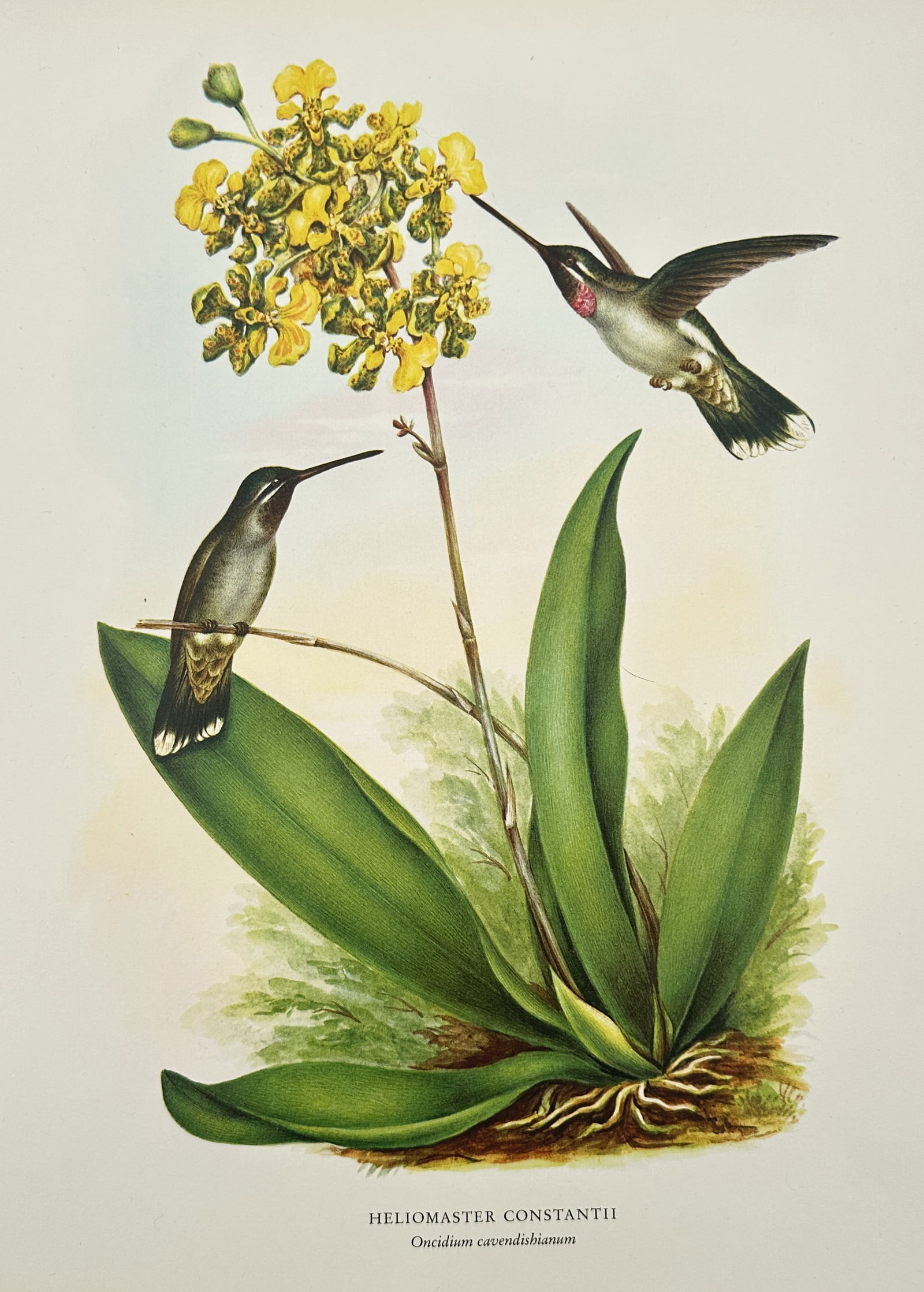 Rafael Montes de Oca – Illustration of Orchid – Offset print (20th Century) (1 of 2)