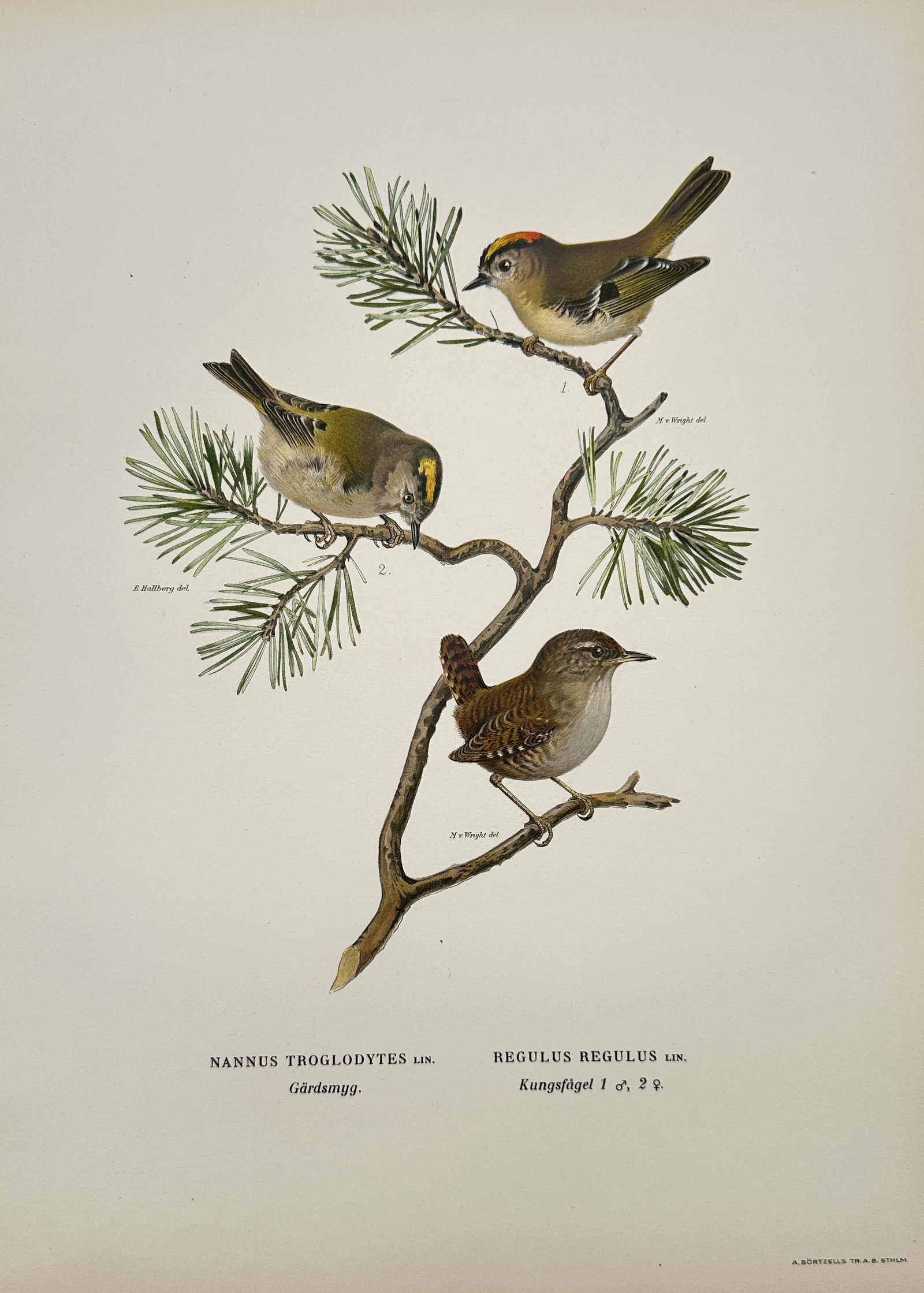 Magnus von Wright – Illustration of Wren and Goldcrests – Chromolithograph (1 of 2)