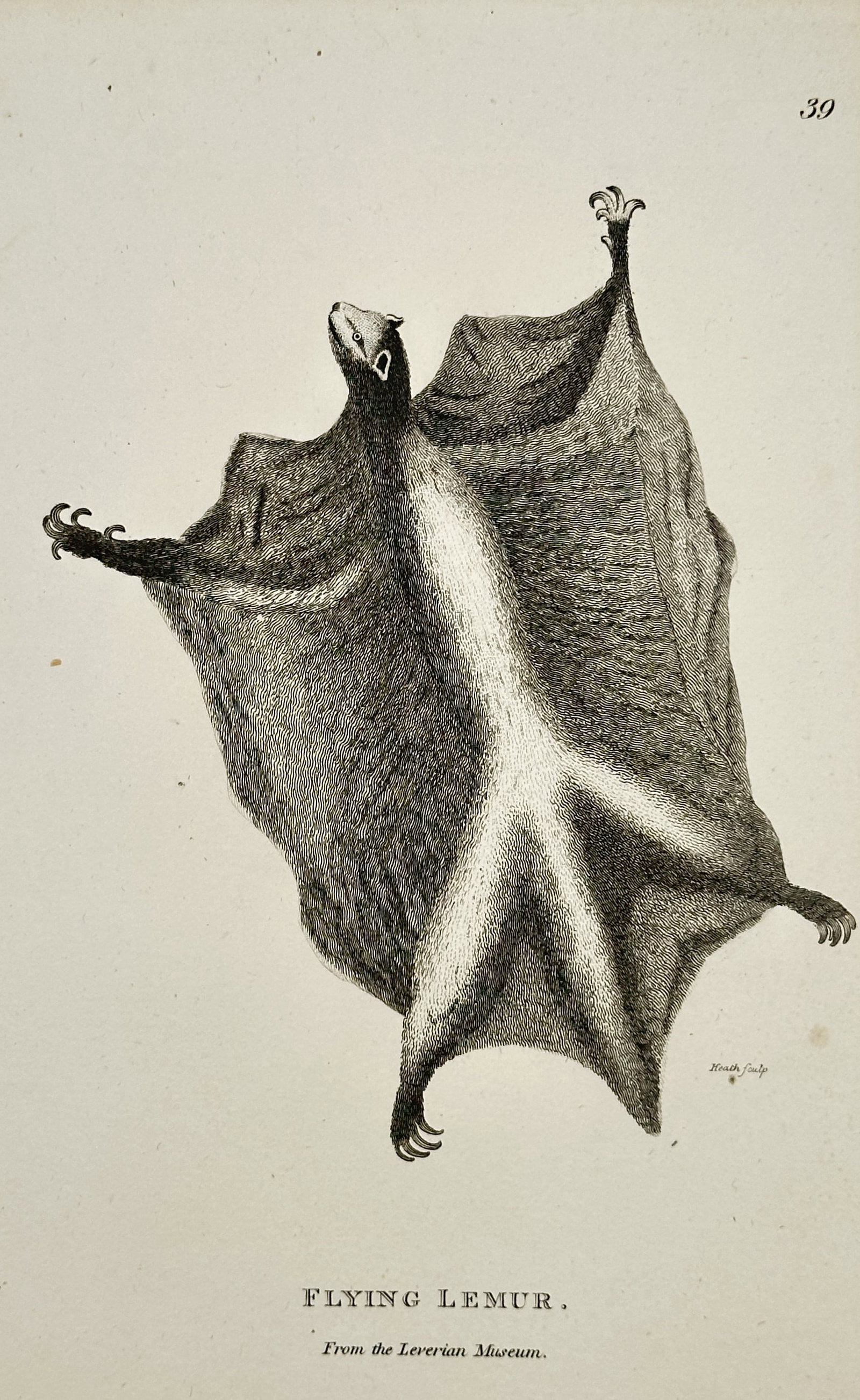George Shaw (1751–1813) – Flying Lemur – Copperplate Engraving (Circa 1800-1801): This uncoloured copperplate engraving illustrates the Flying Lemur (Cynocephalus volans, now more correctly known as the Philippine Colugo), with its body extended in its characteristic gliding pose. 