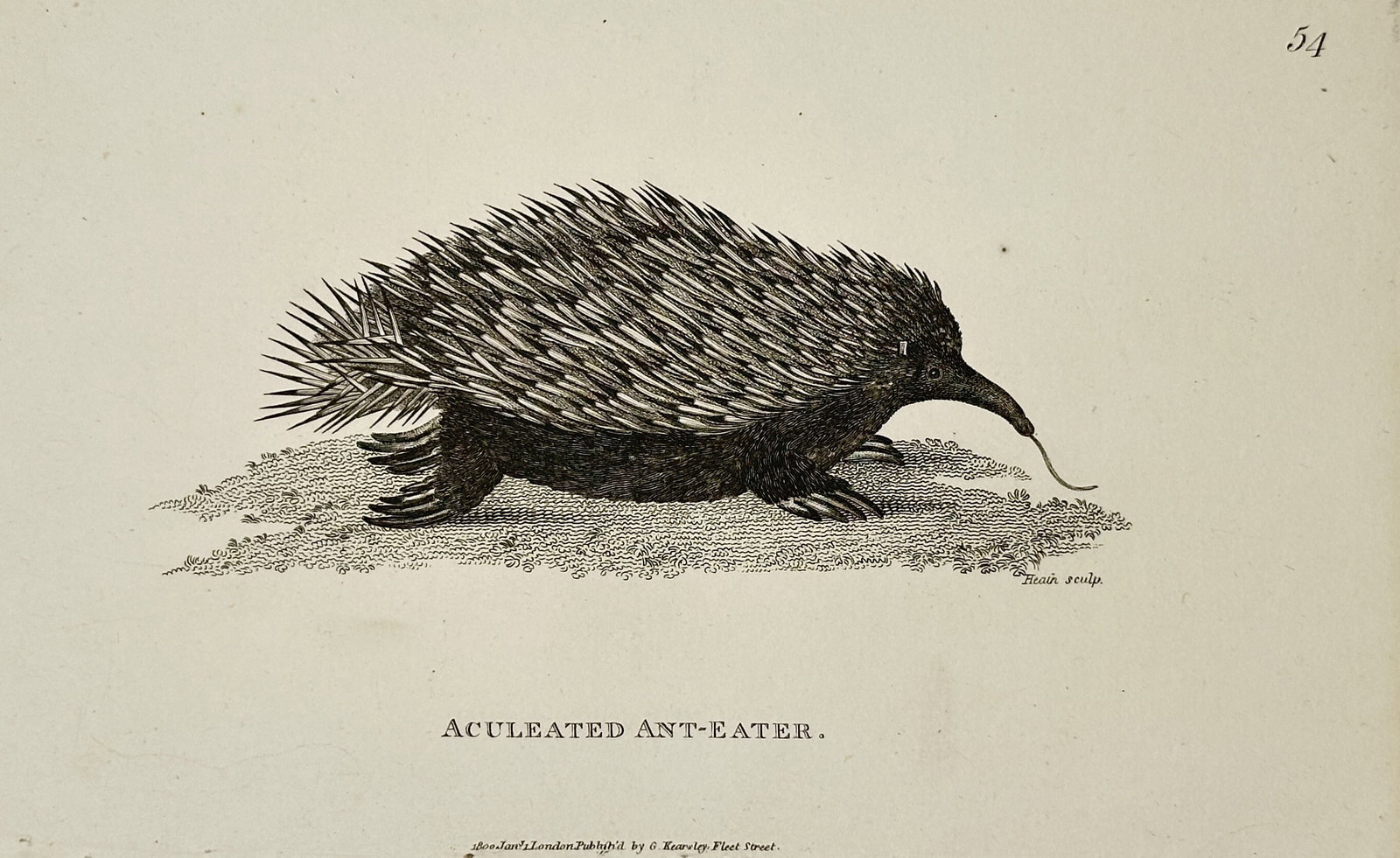 George Shaw (1751–1813) – Aculeated Ant-Eater – Copperplate Engraving (1800) (1 of 2)