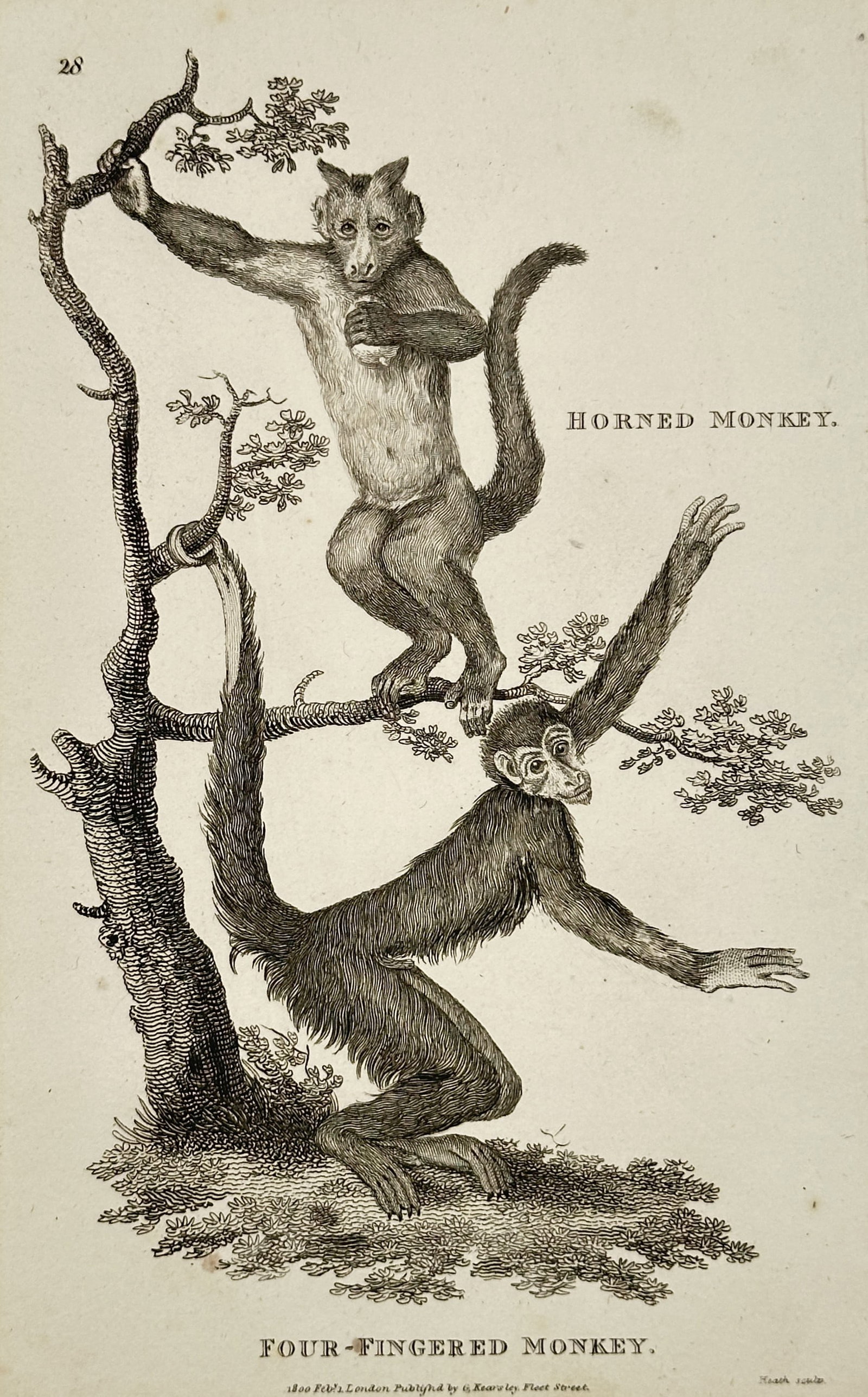 George Shaw (1751–1813) – Horned Monkey and Four-fingered Monkey – Copperplate Engraving (1 of 2)
