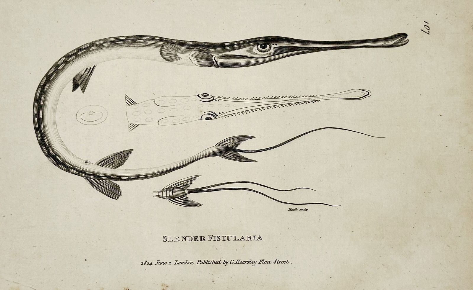 George Shaw (1751–1813) – Slender Fistularia – Copperplate Engraving (1804): This uncoloured copperplate engraving illustrates the Slender Fistularia, commonly known as the Tobacco Pipe Fish (Fistularia tabacaria). The plate features a single large, curved figure of the fish e
