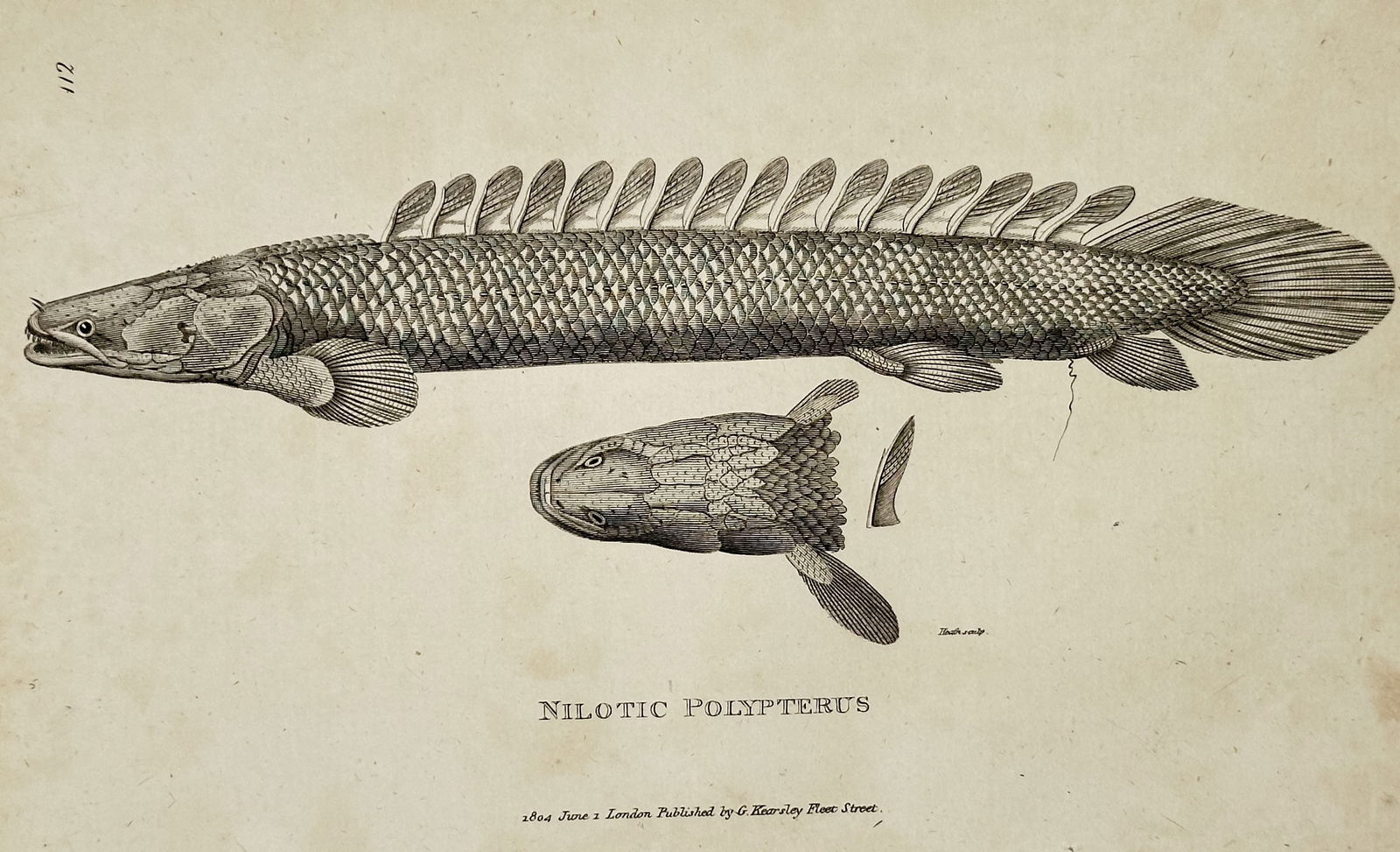 George Shaw (1751–1813) – Nilotic Polypterus – Copperplate Engraving (1804) (1 of 2)