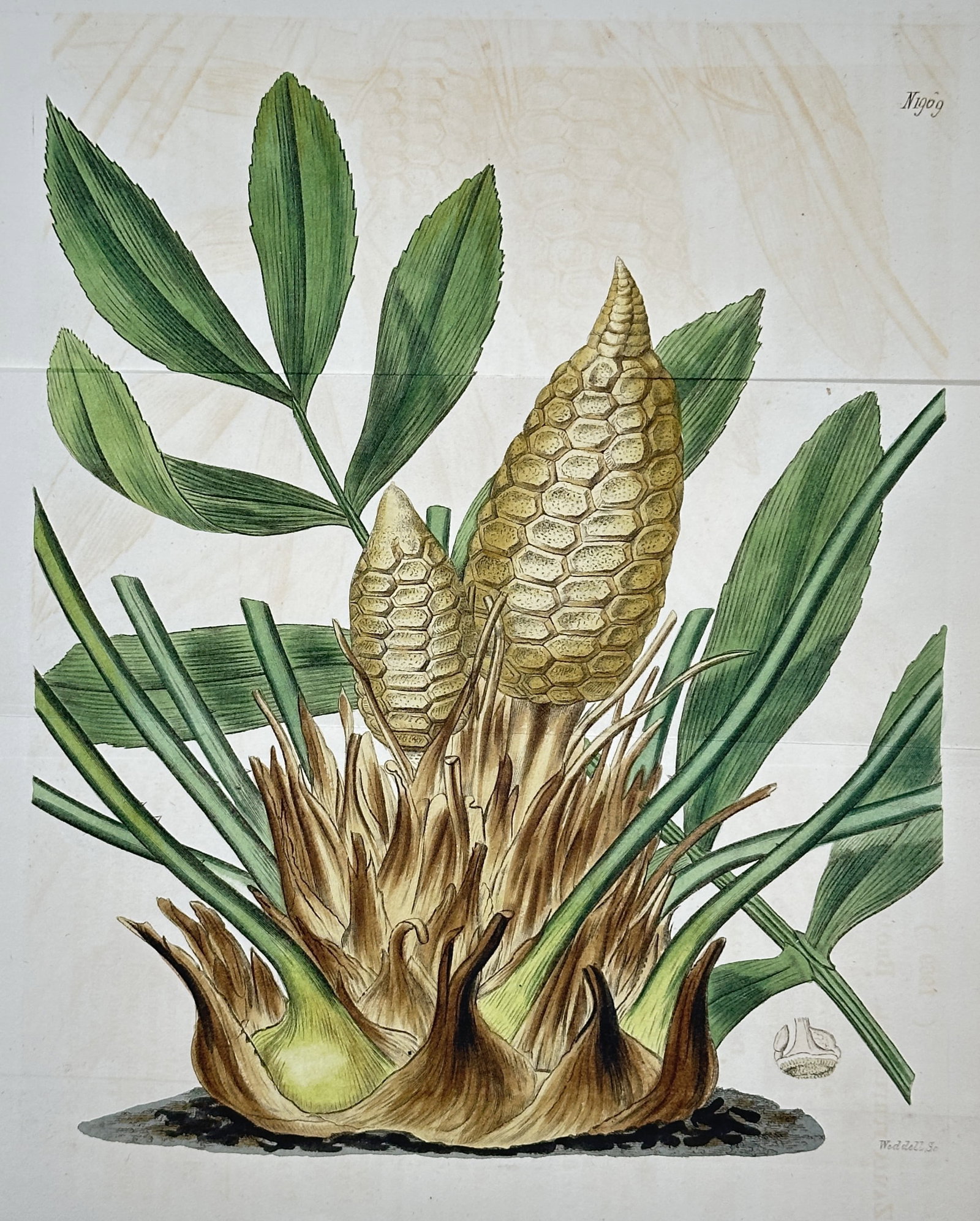 William Curtis – Broad-leaved Cycas (Cycas circinalis) – Hand-coloured engraving (Circa 1806): This colorful botanical illustration depicts the tropical Broad-leaved Cycas (Cycas circinalis), an ancient palm-like species now commonly known as the Queen Sago. The print is a life-size representat