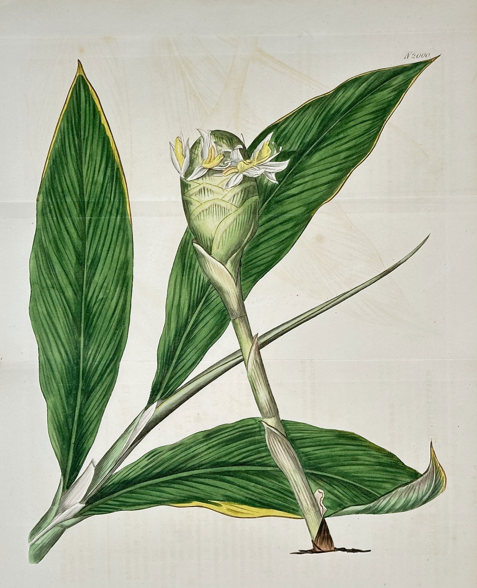 William Curtis – Turmeric (Curcuma longa) – Hand-coloured engraving (Circa 1806) (1 of 2)