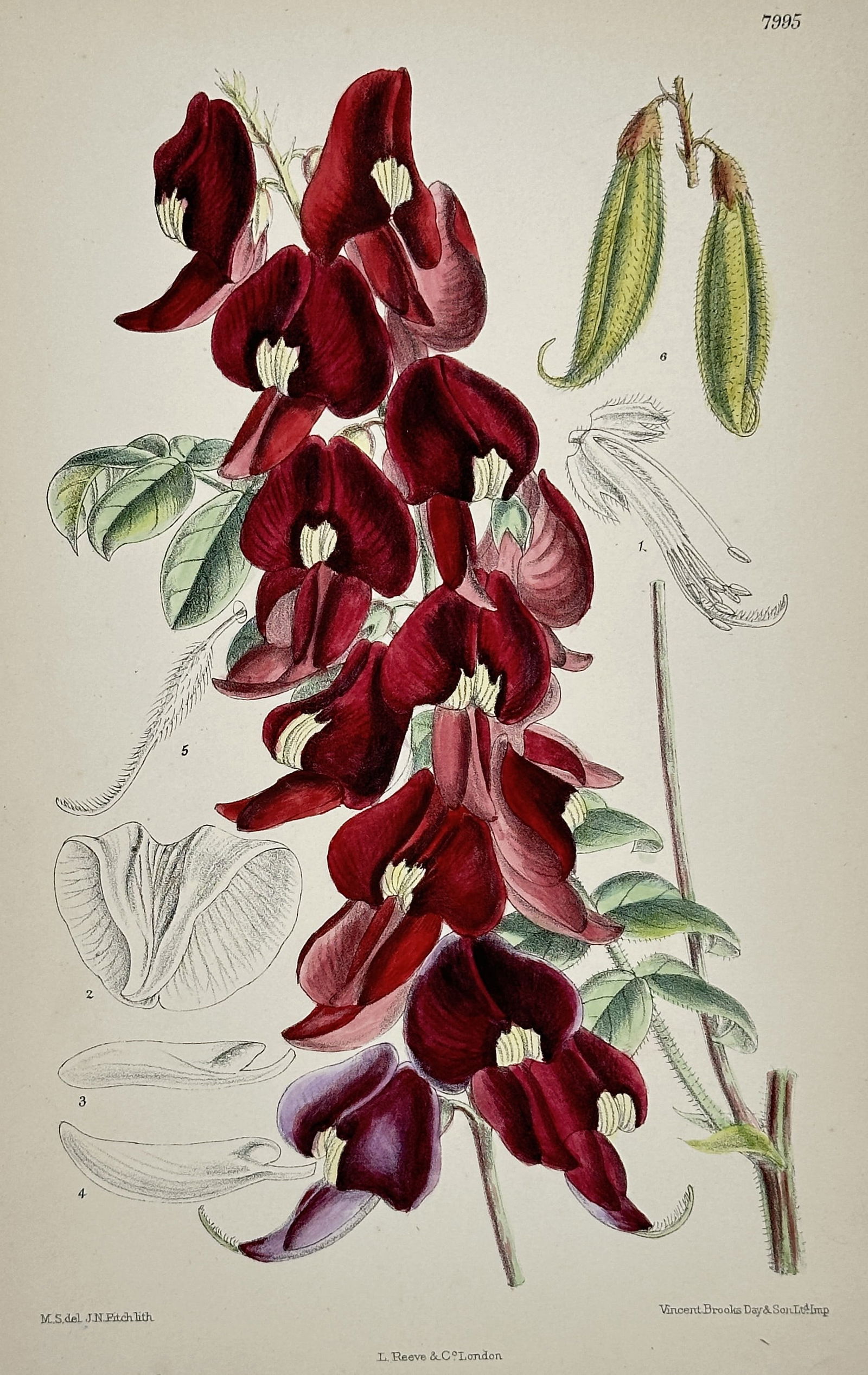 William Curtis – Viminaria denudata (Cape Sudling) – Hand-coloured engraving (Circa 1806) (1 of 2)