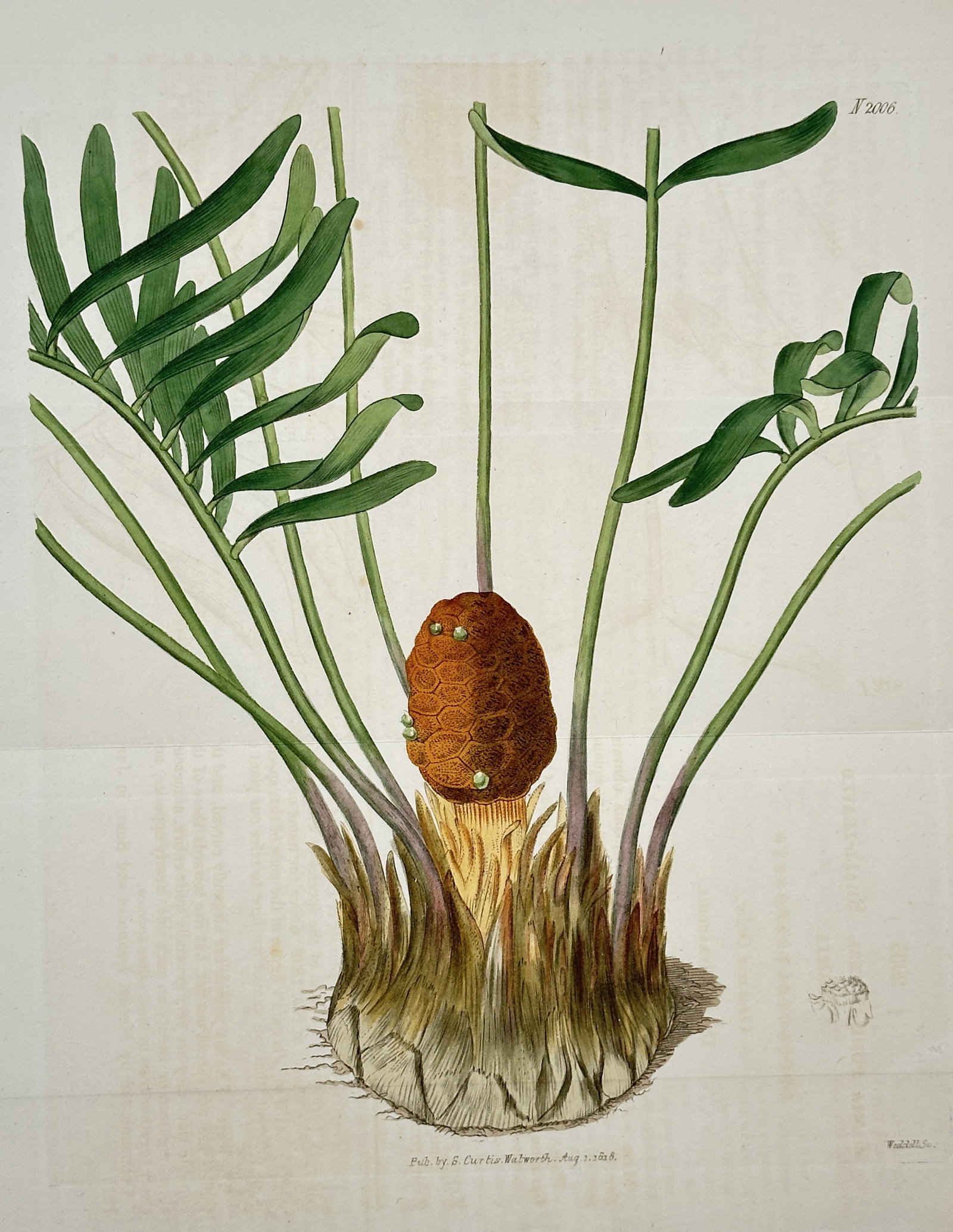 William Curtis – Encephalartos longifolius (Long-leaved Cycad) – Hand-coloured engraving (Circa: This vibrant botanical illustration depicts a mature specimen of the Long-leaved Cycad (Encephalartos longifolius, though often classified as Cycas longifolia at the time), a palm-like plant native to