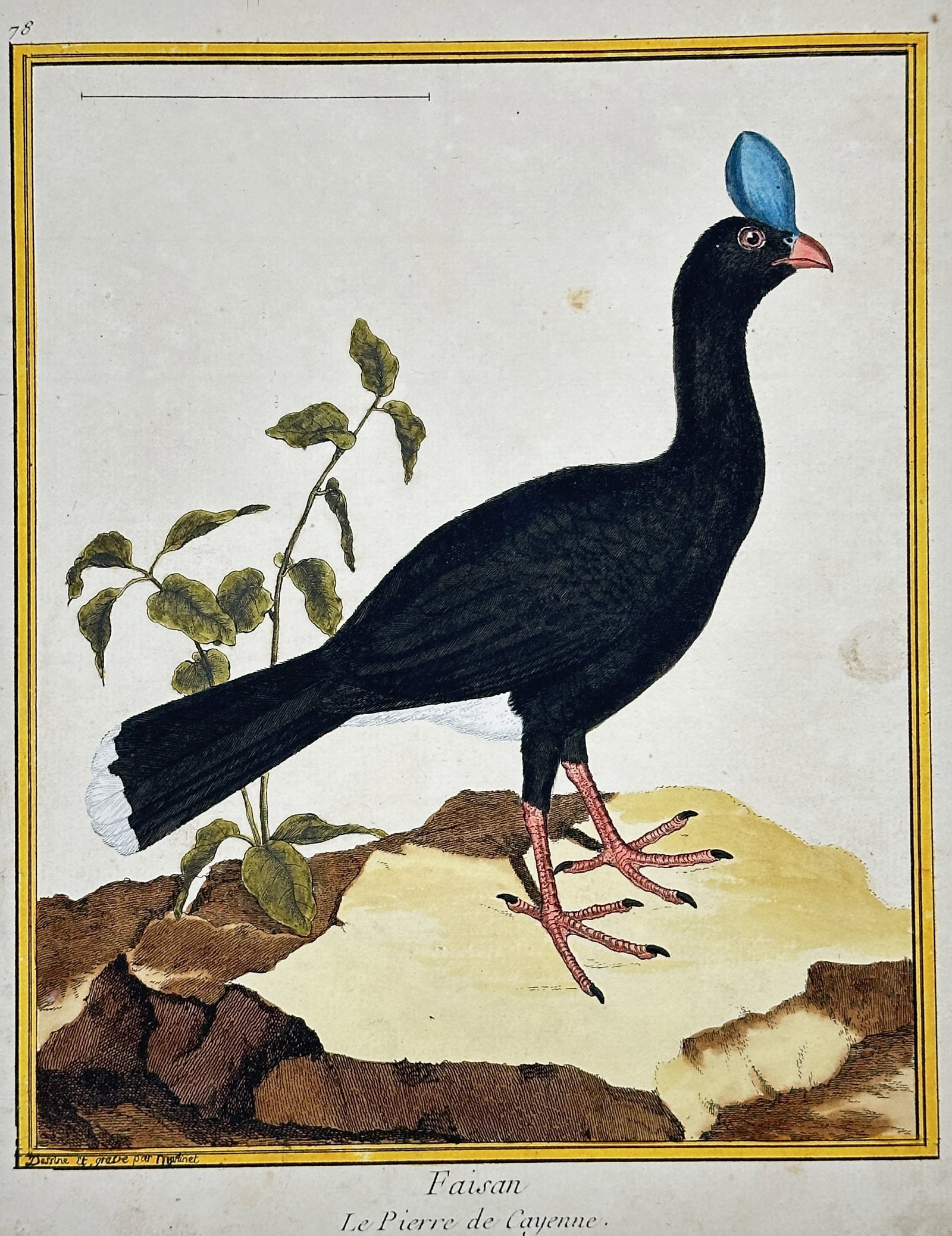François-Nicolas Martinet (1731–1804) – Pheasant: The Black Curassow of Cayenne: This vibrant ornithological illustration depicts a large, almost entirely black bird standing on a rocky outcrop, characterized by a rounded white tail patch and a prominent blue, fleshy crest above i