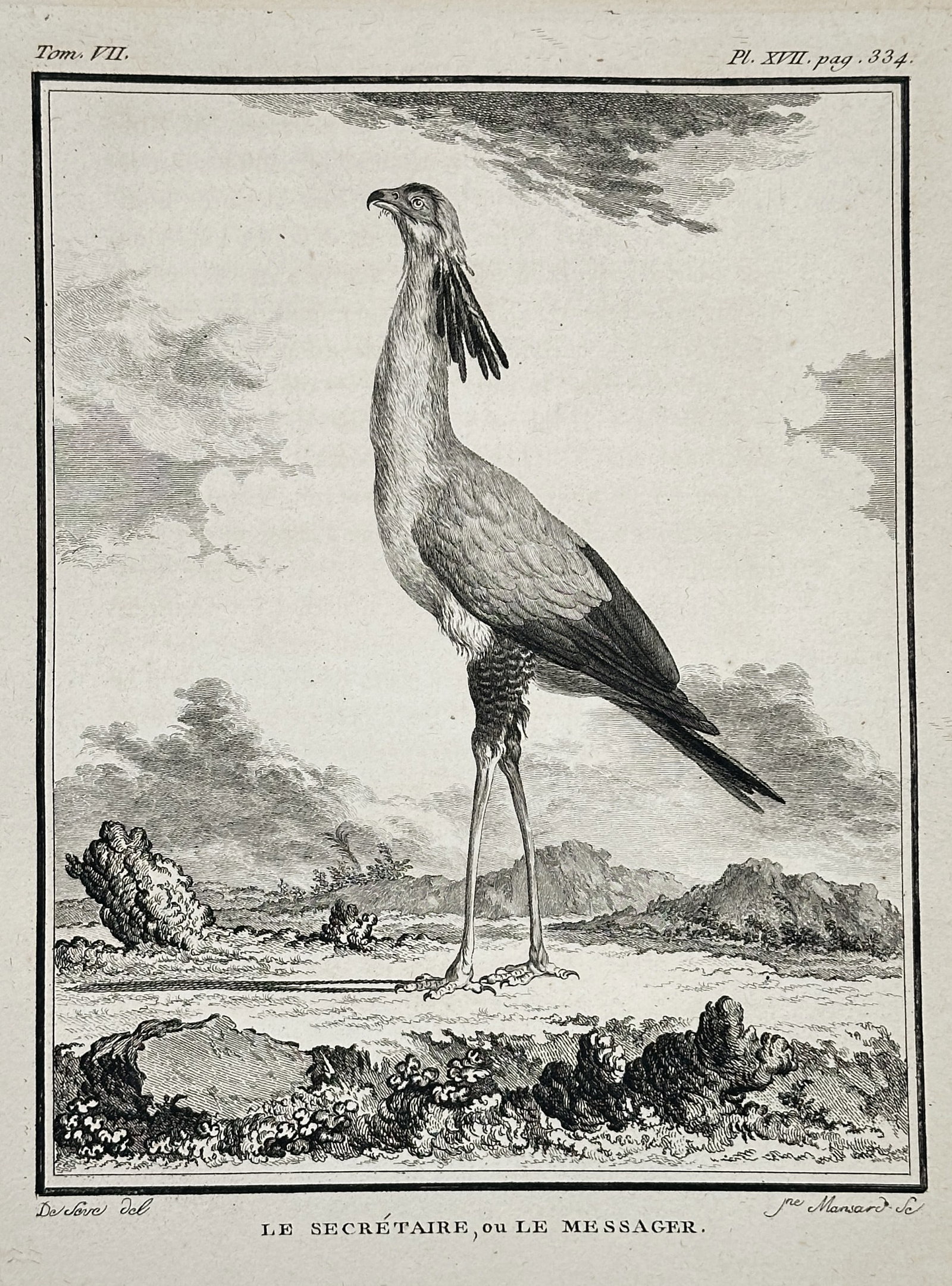Georges-Louis Leclerc, Comte de Buffon – The Secretary or The Messenger – Engraving: This striking ornithological print depicts a full-length profile of the Secretary Bird (Sagittarius serpentarius), a large, long-legged bird of prey native to Africa. The bird is shown with its distin