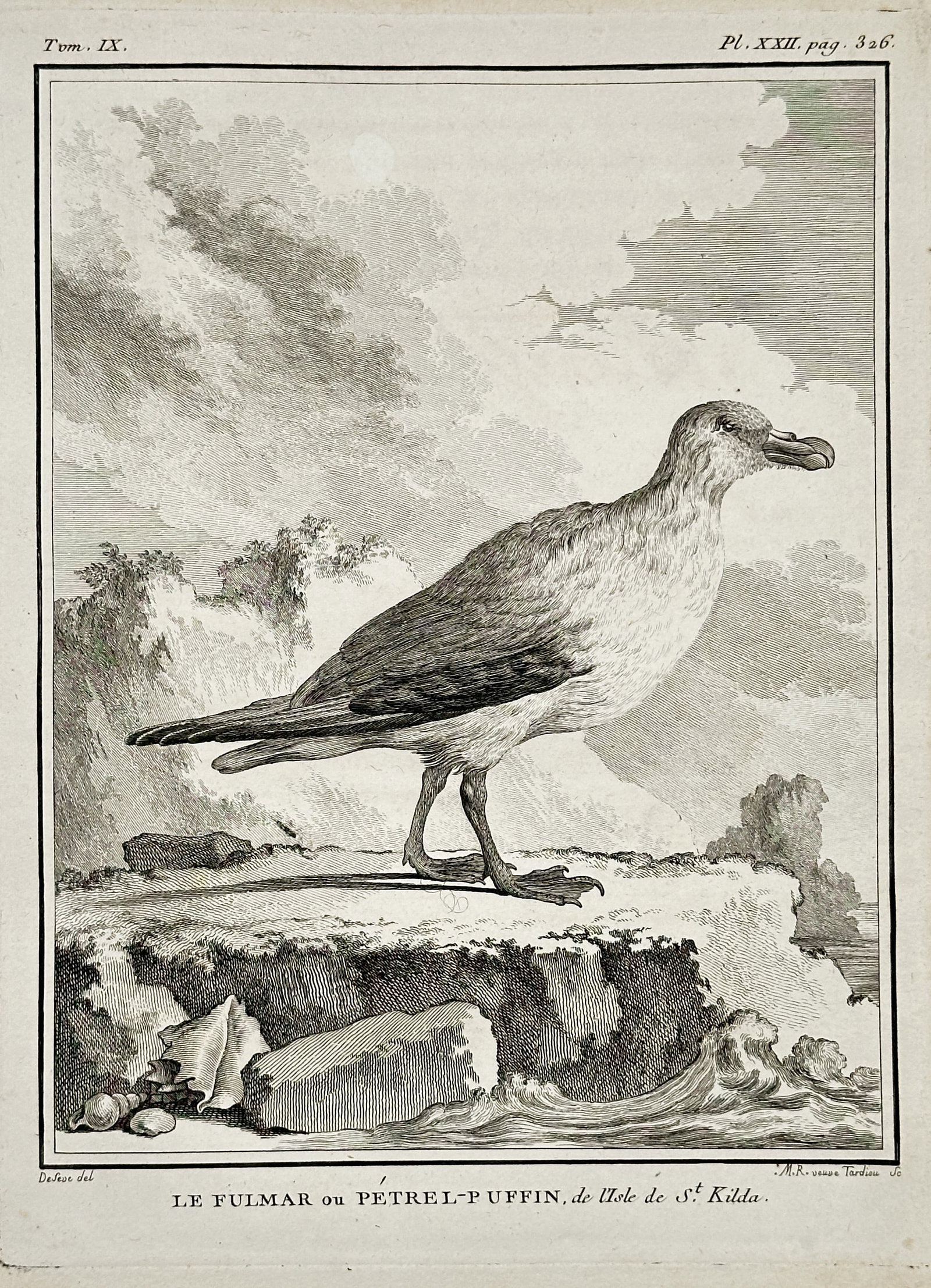 Georges-Louis Leclerc, Comte de Buffon – The Fulmar or Petrel-Puffin of St. Kilda Island –: This engraving, titled Le Fulmar ou Petrel-Puffin de l'Isle de St. Kilda (The Fulmar or Petrel-Puffin of St. Kilda Island), depicts a solitary seabird standing on a rocky ledge overlooking the ocean. 