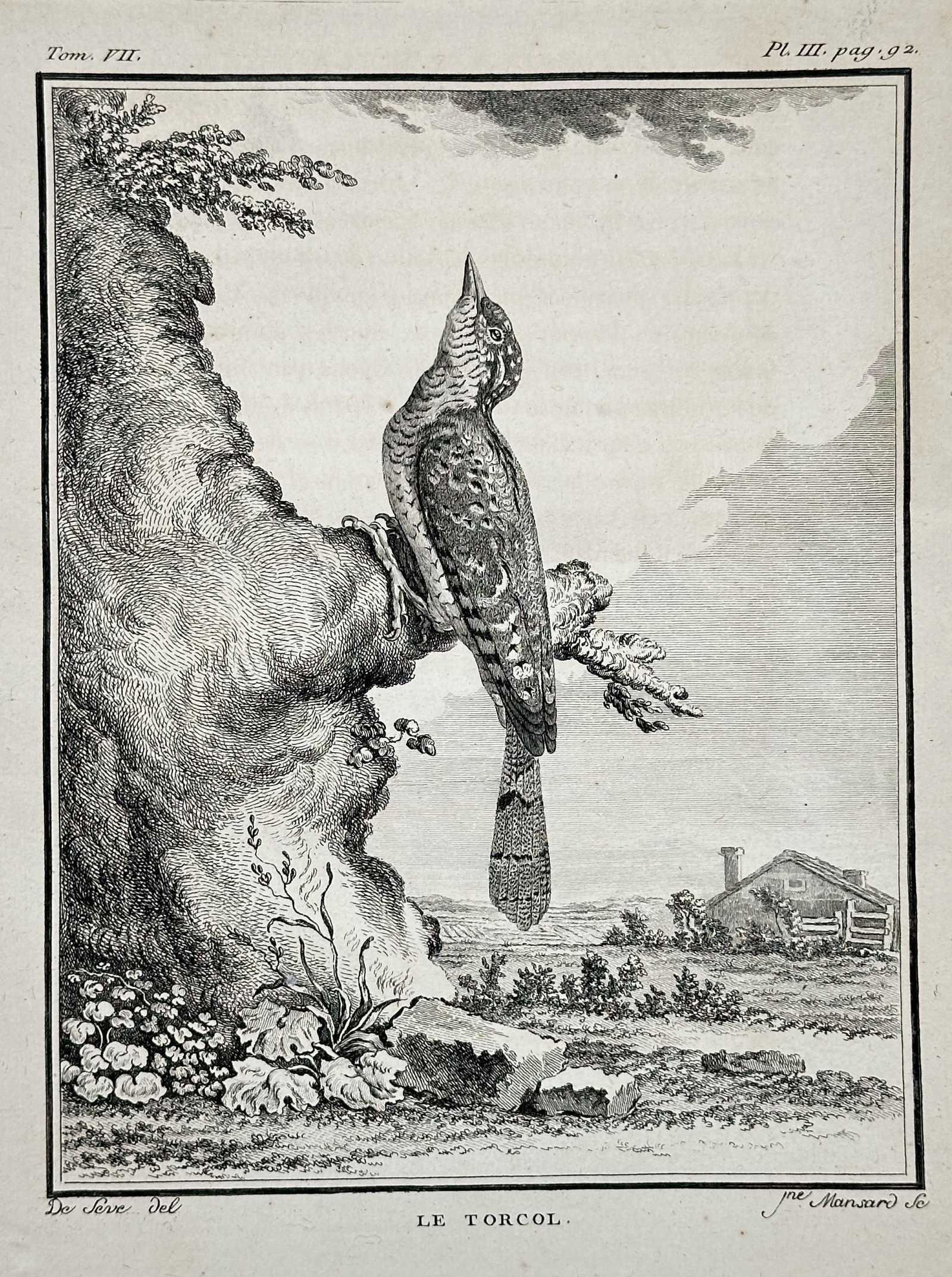 Georges-Louis Leclerc, Comte de Buffon – The Wryneck – Engraving (Circa 1772): This fine engraving, titled Le Torcol (The Wryneck), depicts the bird perched on a prominent, gnarled tree stump in the foreground, looking upward. The background features a detailed, soft landscape i