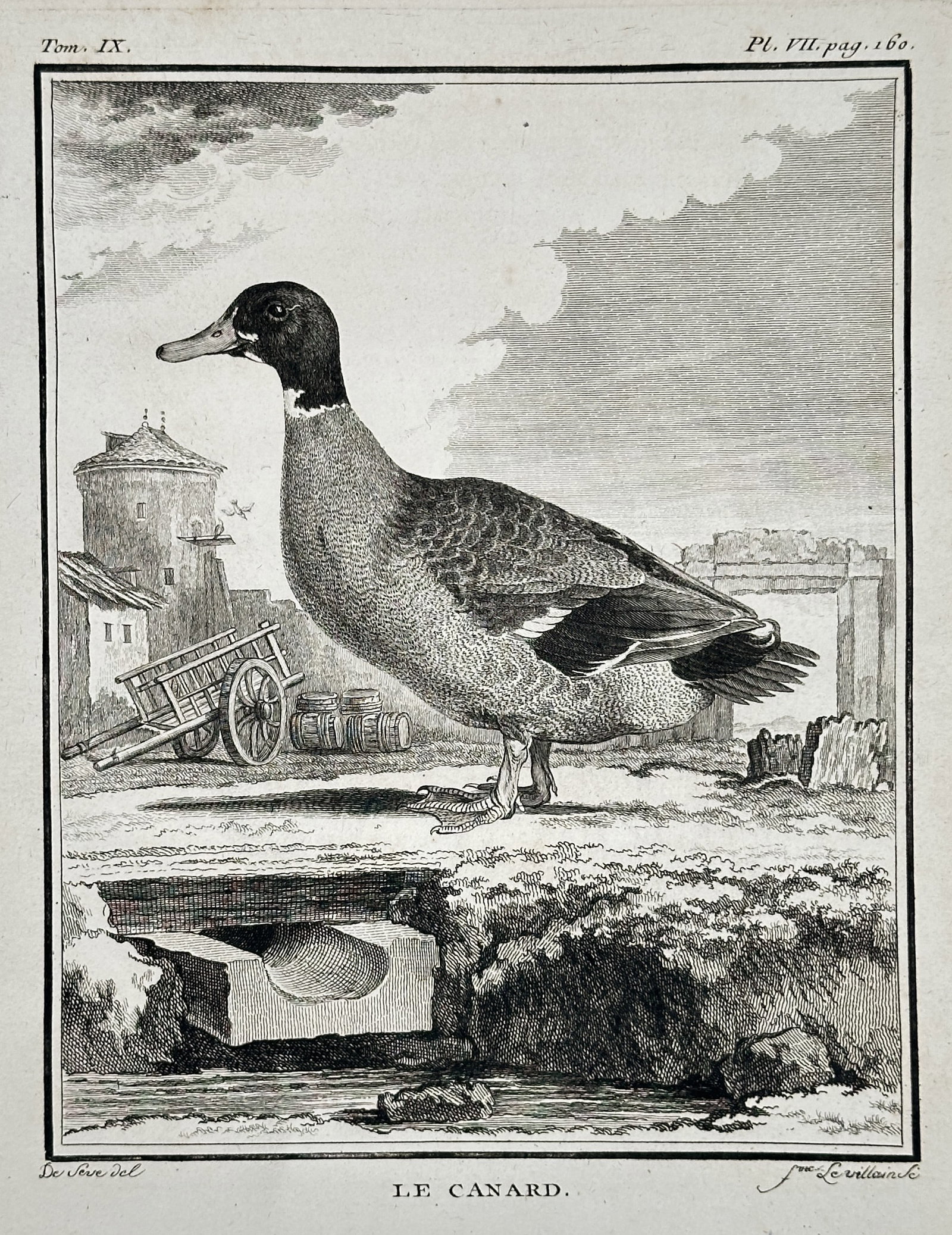Georges-Louis Leclerc, Comte de Buffon – The Duck – Engraving (Circa 1783): This engaging engraving, titled Le Canard (The Duck), depicts a domestic duck, a female or a less-ornamented male, standing by a stream or canal. The background is a pastoral, semi-industrial scene fe